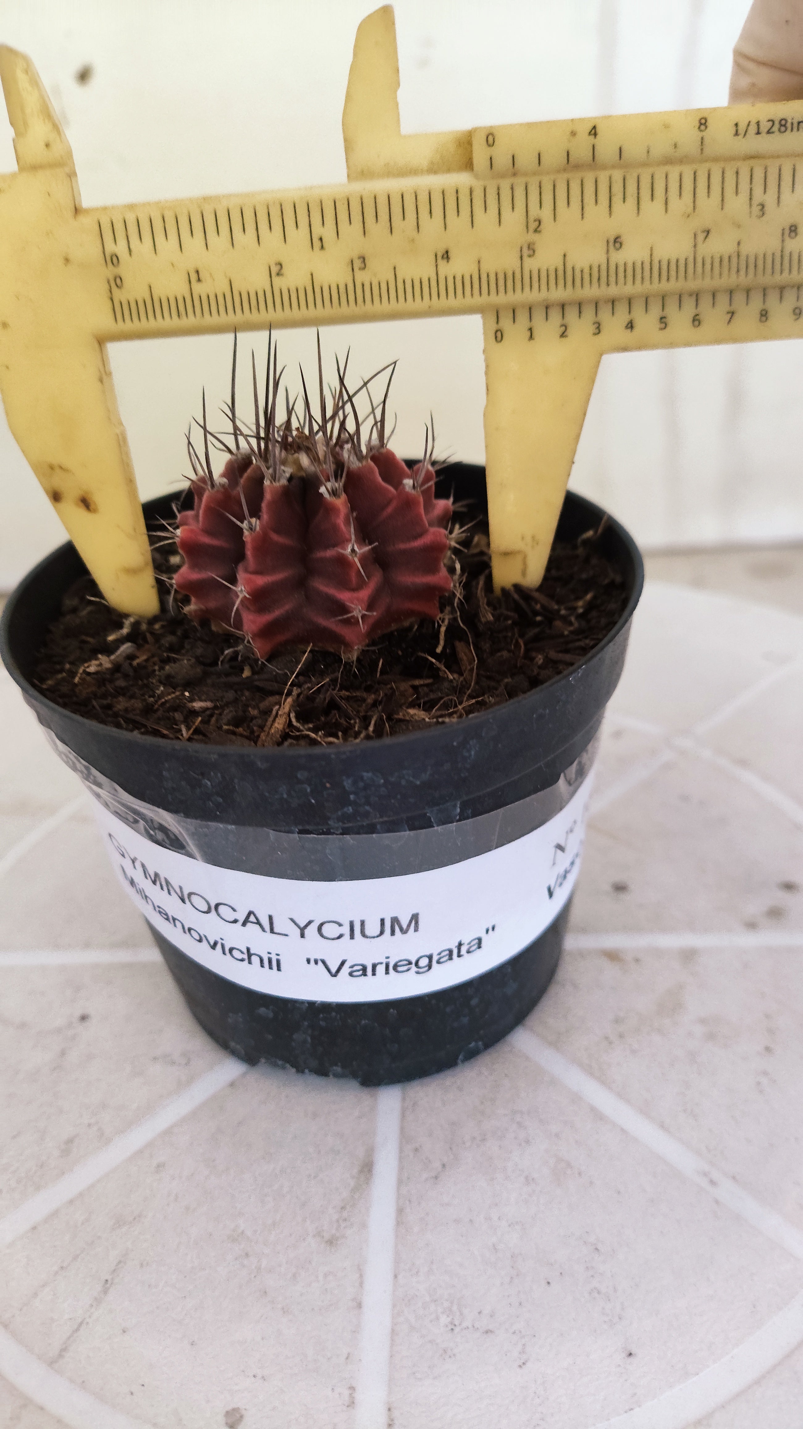 Matriz GYMNOCALYCIUM Mihanovichii Variegata Nº 1661 – vaso 09