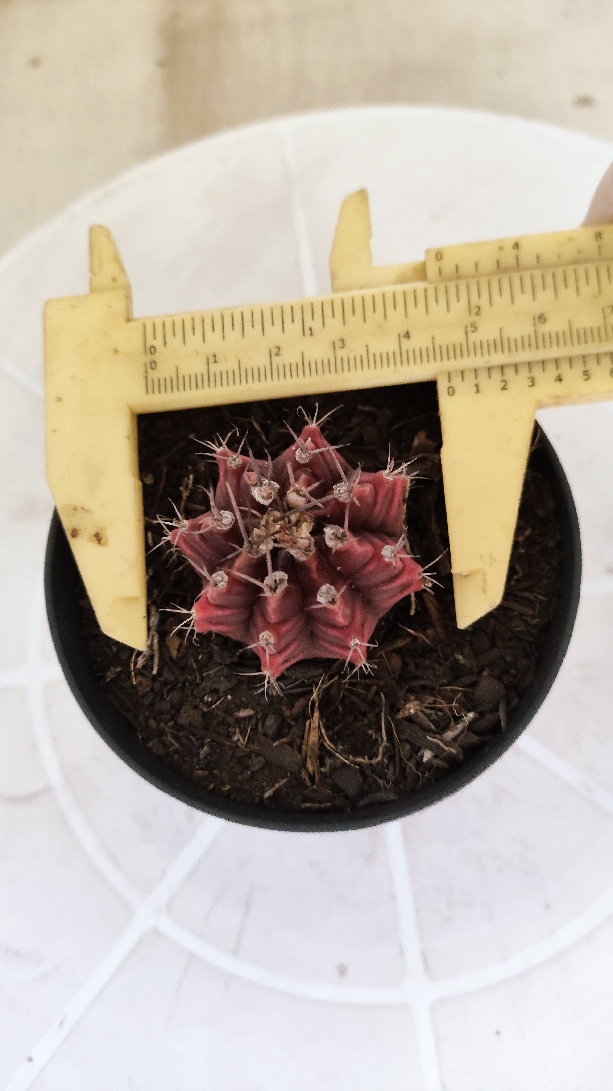 Matriz GYMNOCALYCIUM Mihanovichii Variegata Nº 1661 – vaso 09