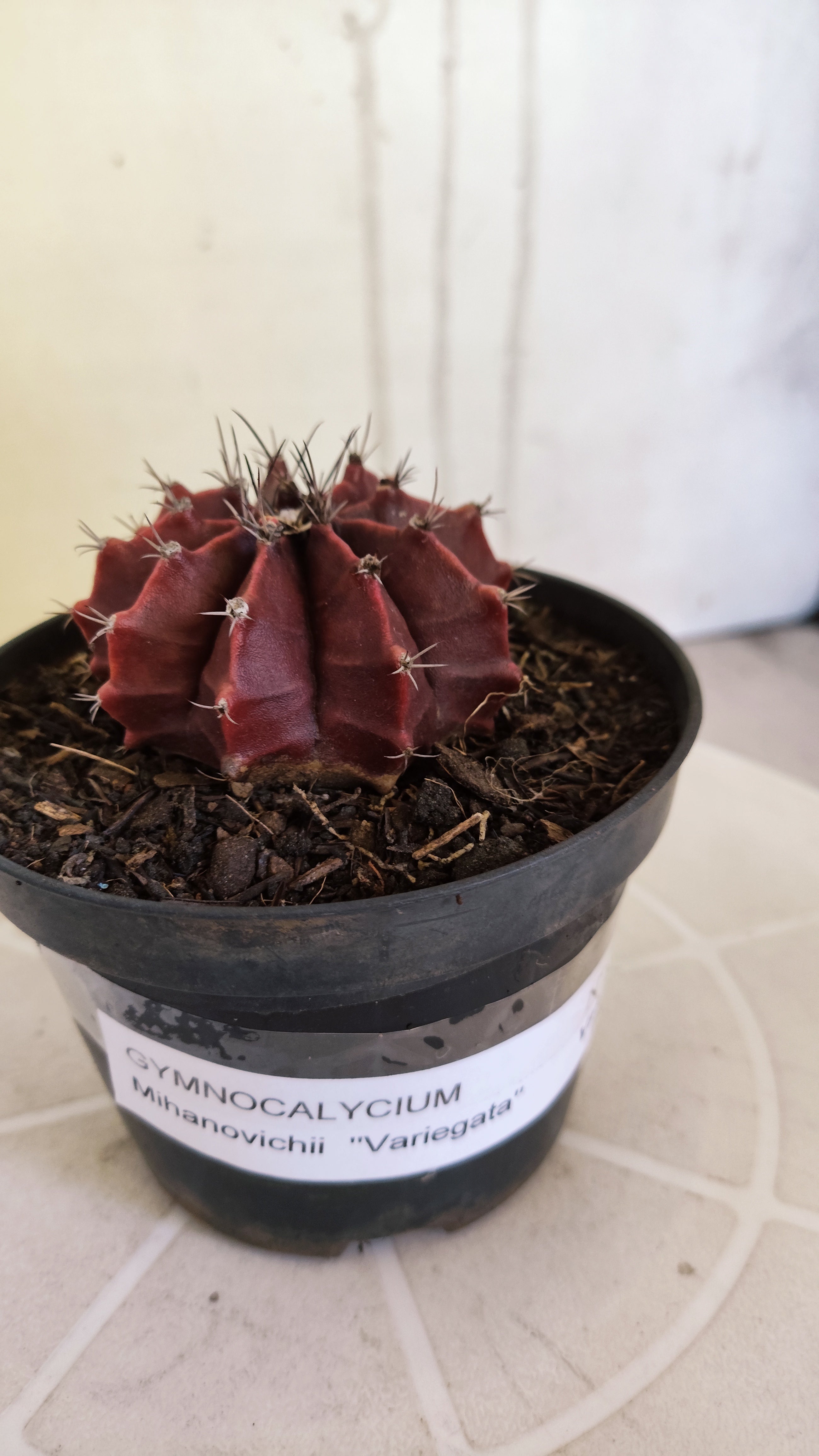Matriz GYMNOCALYCIUM Mihanovichii Variegata Nº 1662 – vaso 11