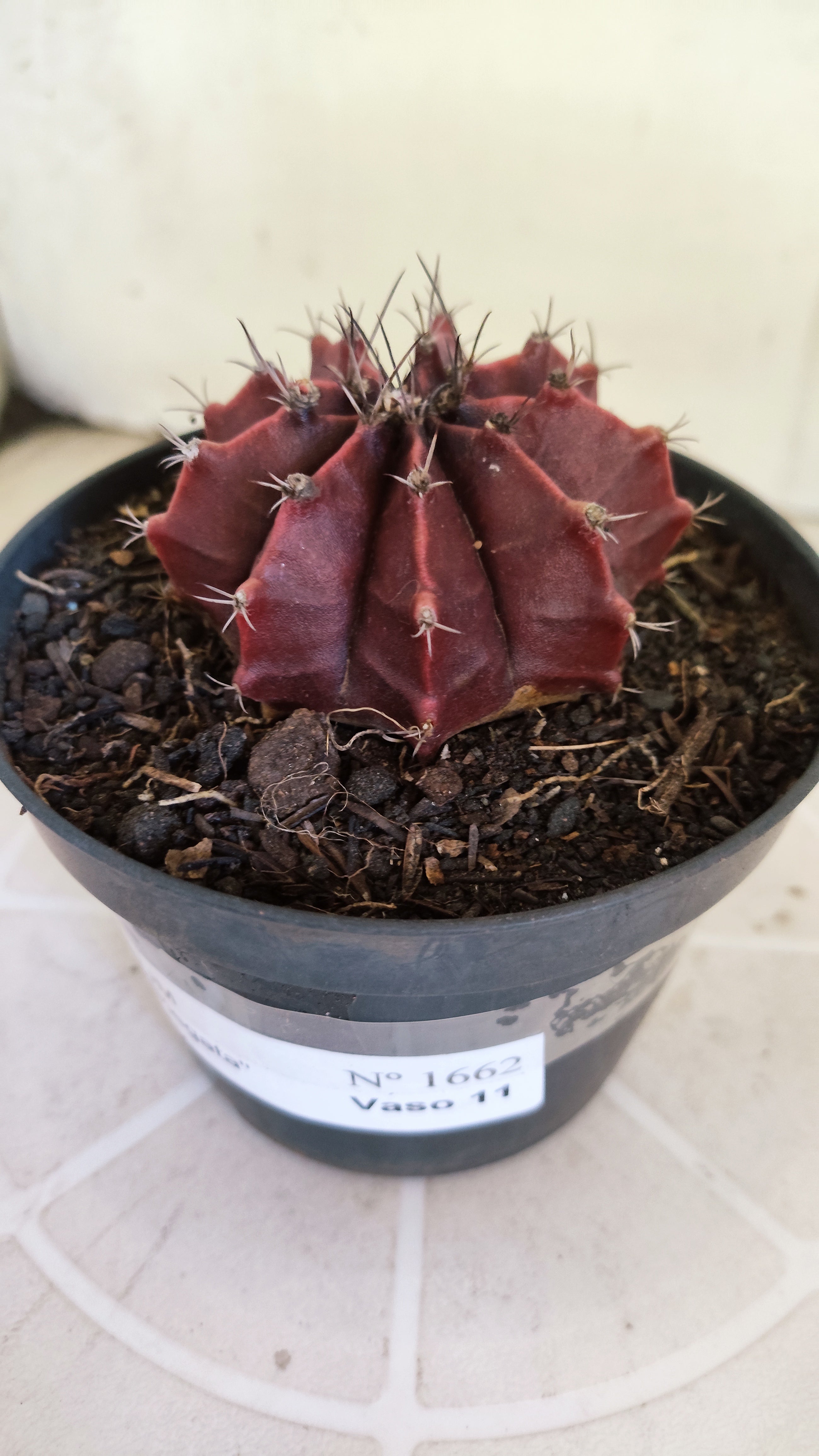 Matriz GYMNOCALYCIUM Mihanovichii Variegata Nº 1662 – vaso 11