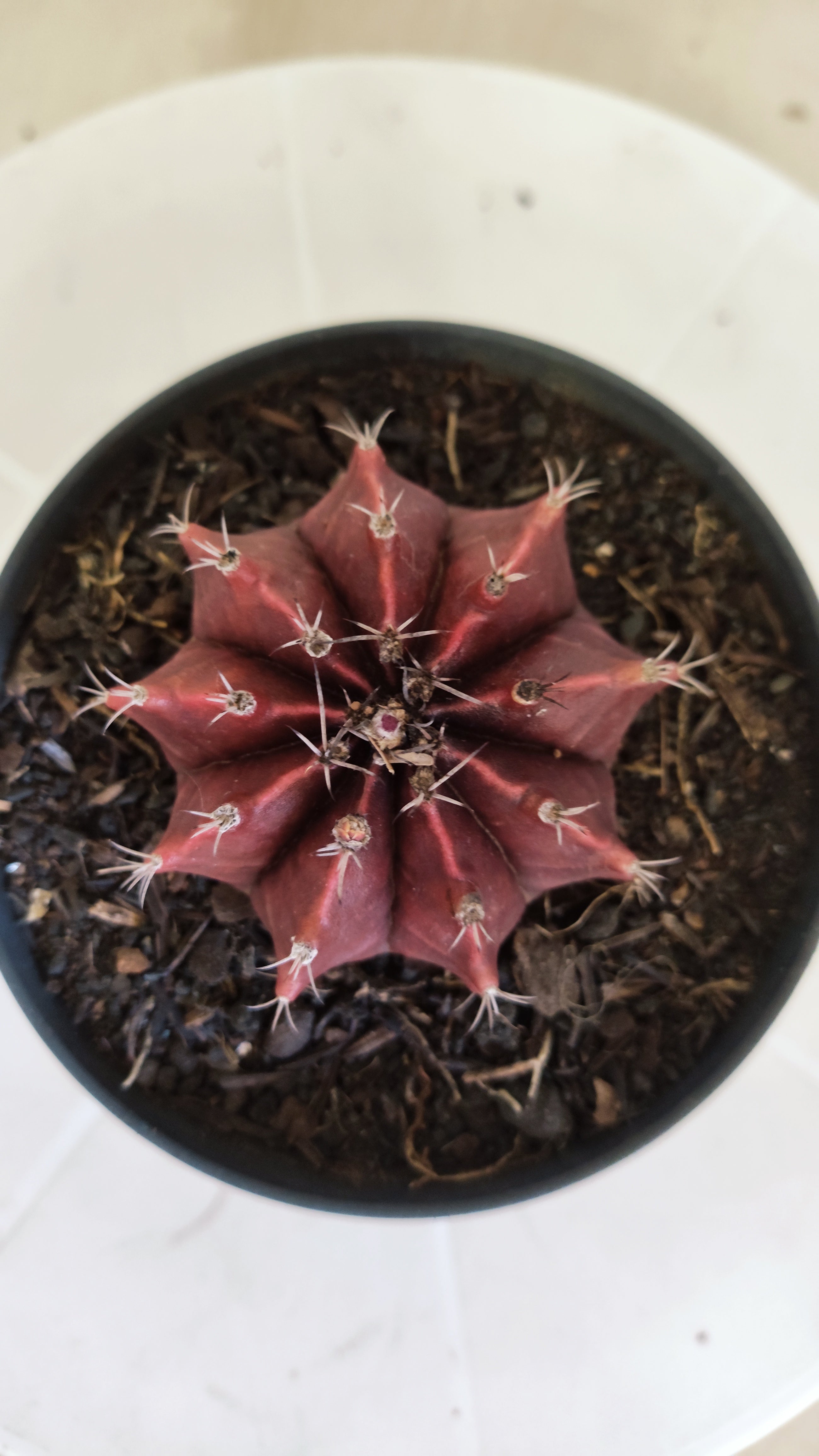 Matriz GYMNOCALYCIUM Mihanovichii Variegata Nº 1662 – vaso 11