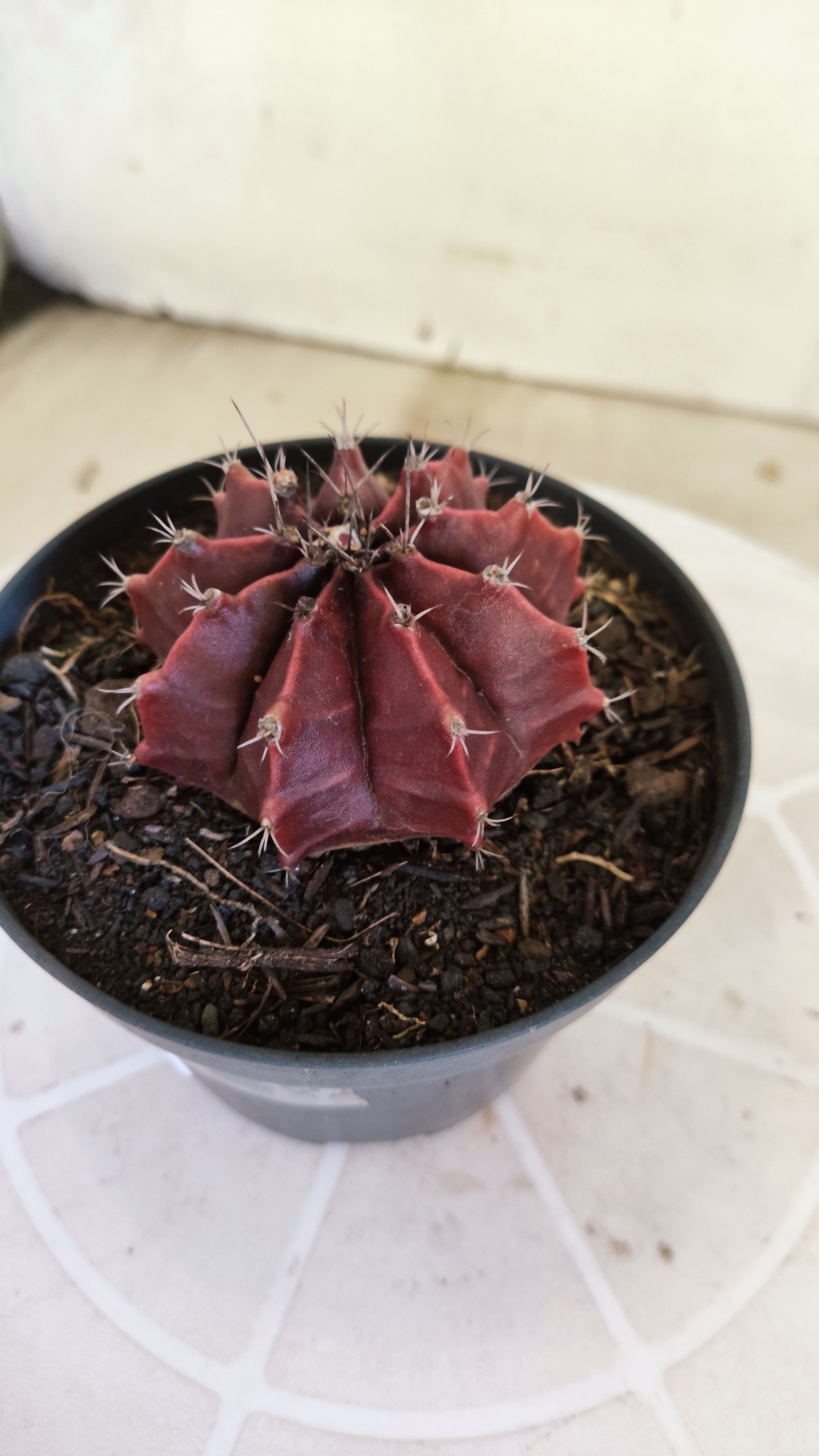 Matriz GYMNOCALYCIUM Mihanovichii Variegata Nº 1662 – vaso 11