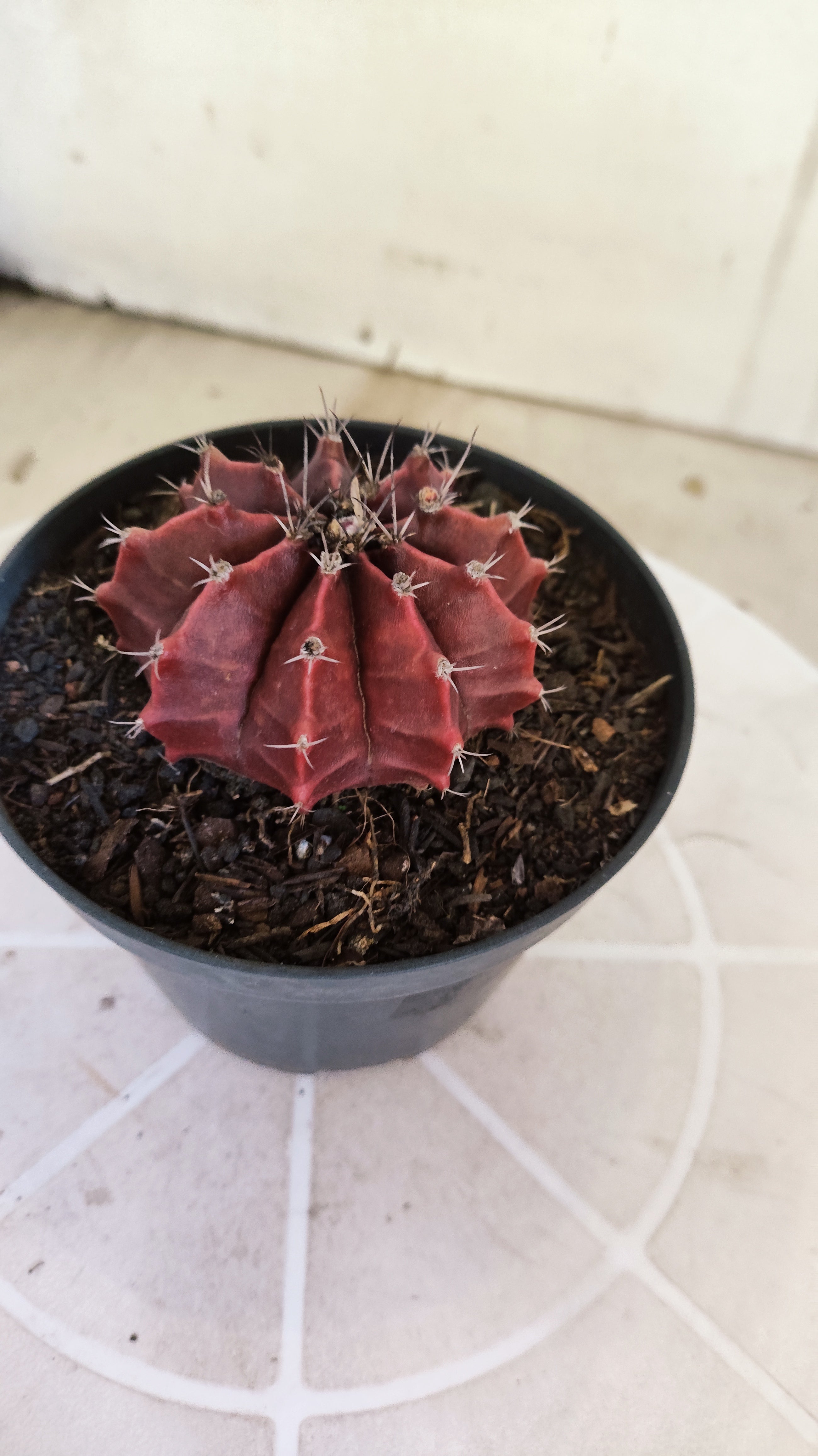 Matriz GYMNOCALYCIUM Mihanovichii Variegata Nº 1662 – vaso 11