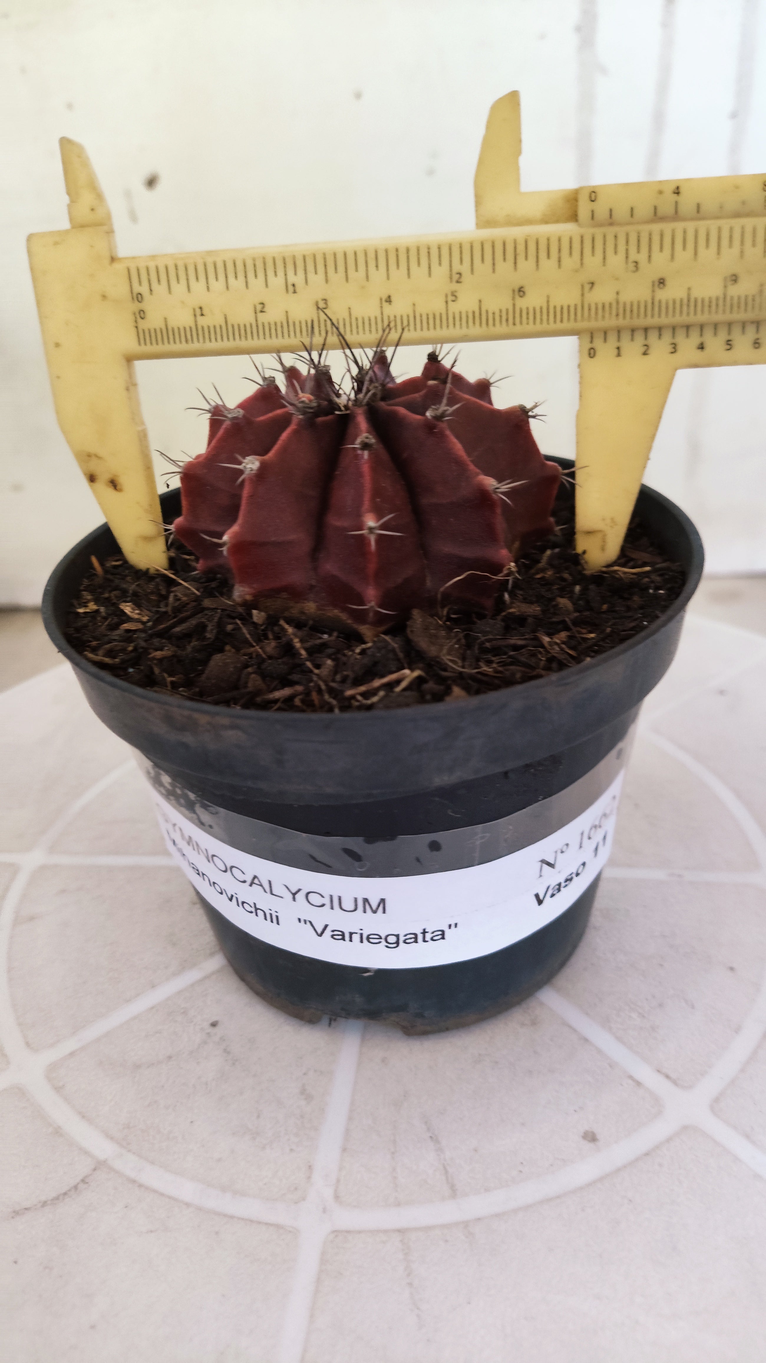 Matriz GYMNOCALYCIUM Mihanovichii Variegata Nº 1662 – vaso 11