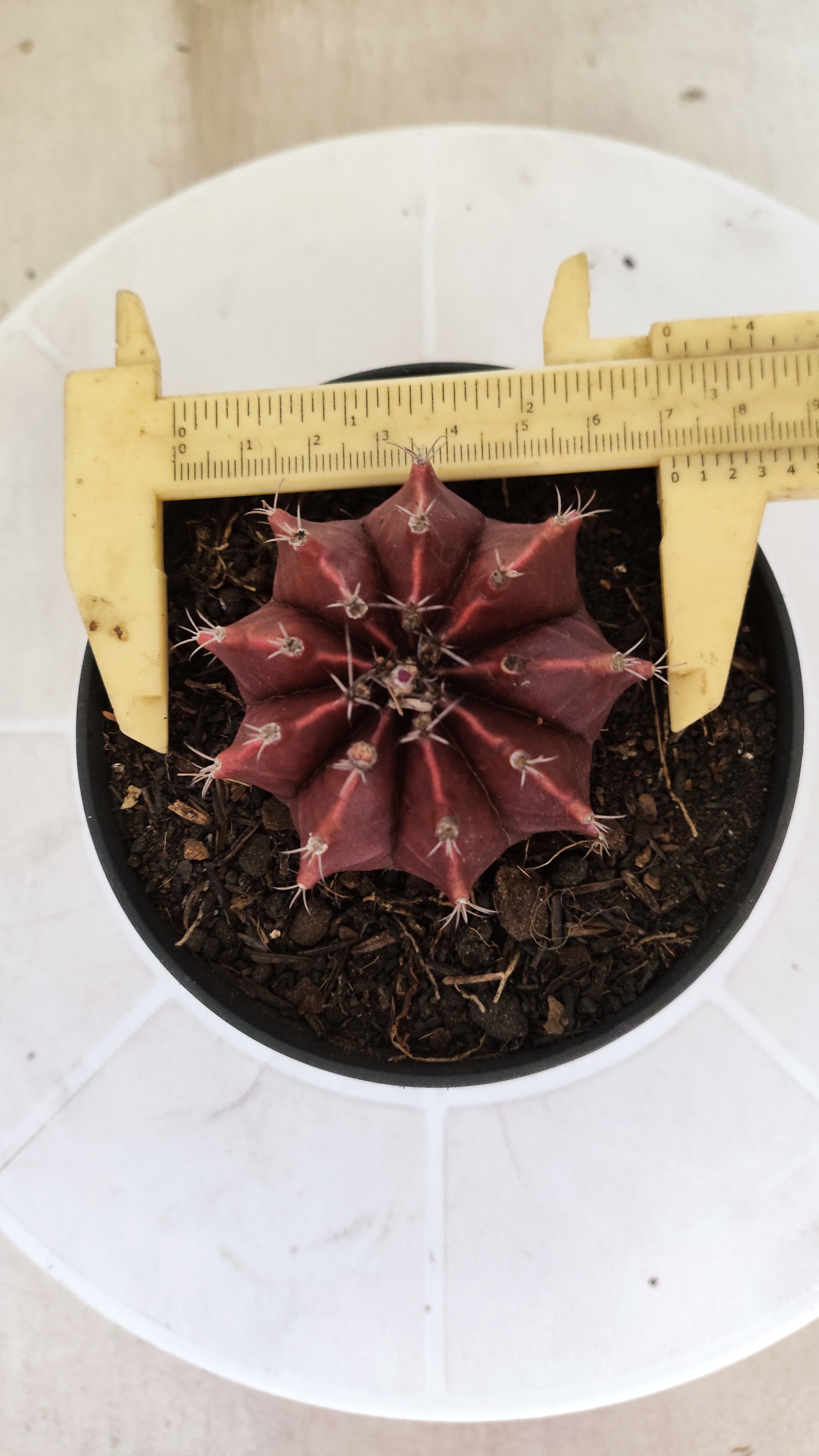 Matriz GYMNOCALYCIUM Mihanovichii Variegata Nº 1662 – vaso 11