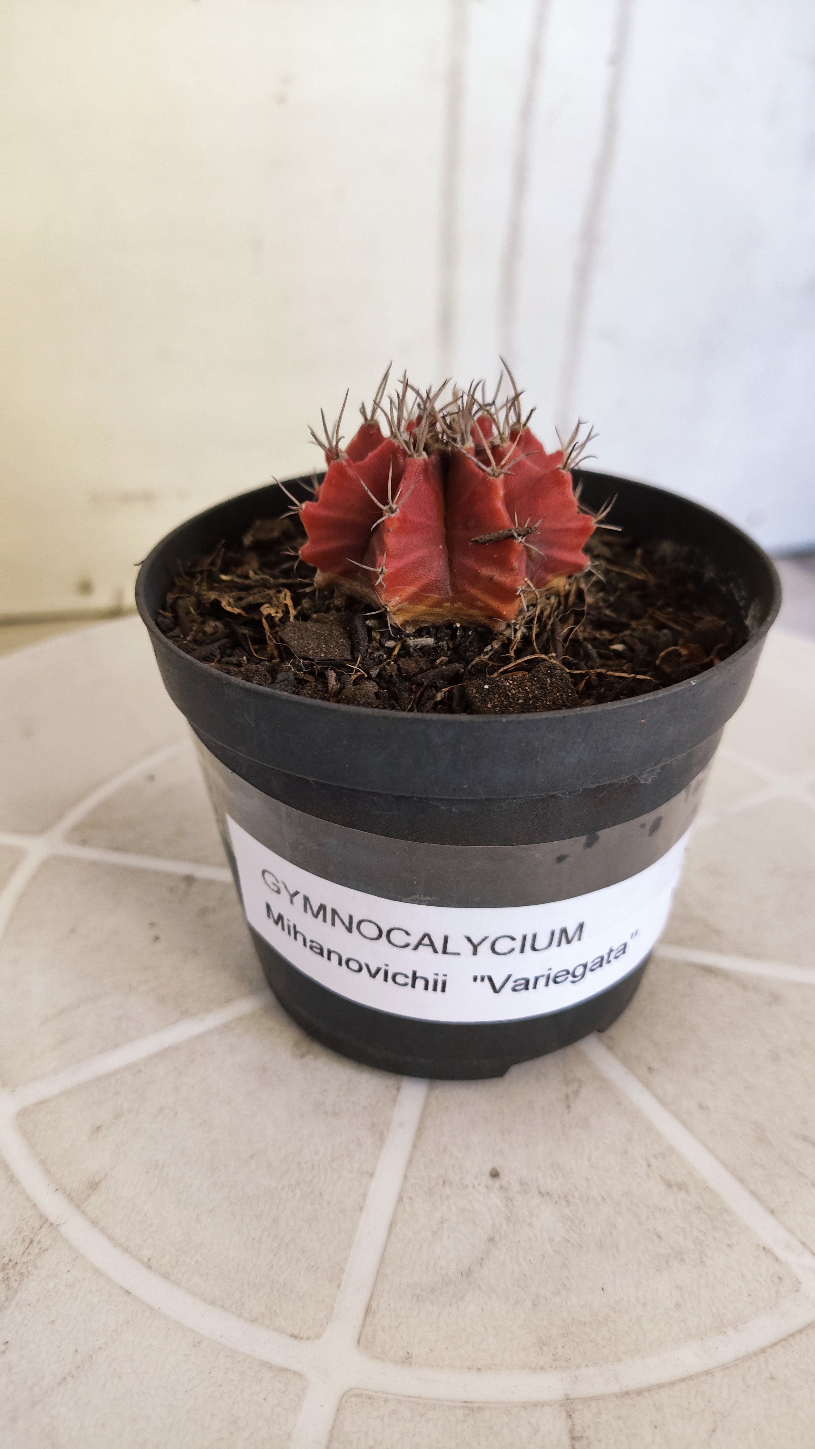 Matriz GYMNOCALYCIUM Mihanovichii Variegata Nº 1663 – vaso 09