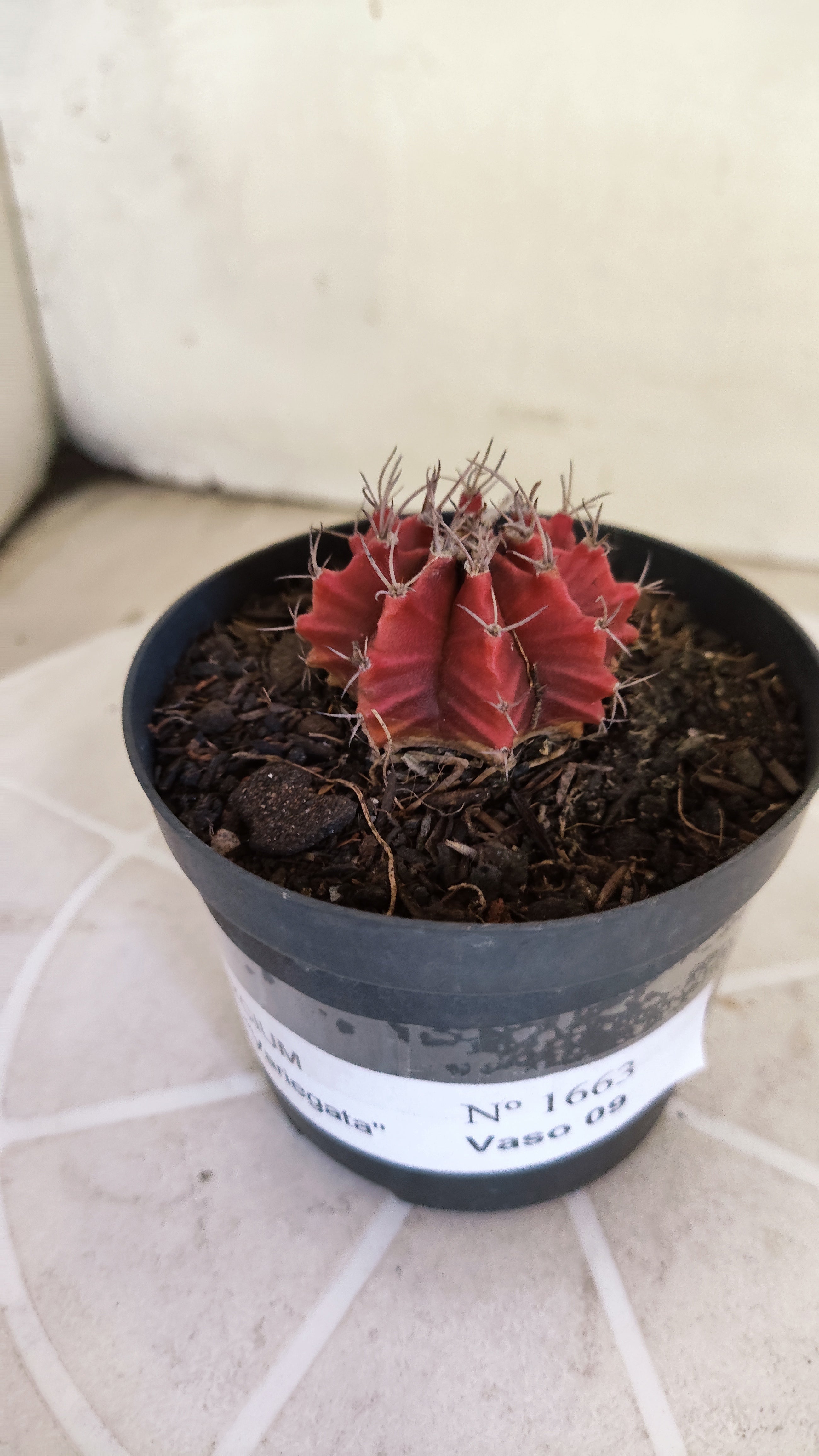 Matriz GYMNOCALYCIUM Mihanovichii Variegata Nº 1663 – vaso 09