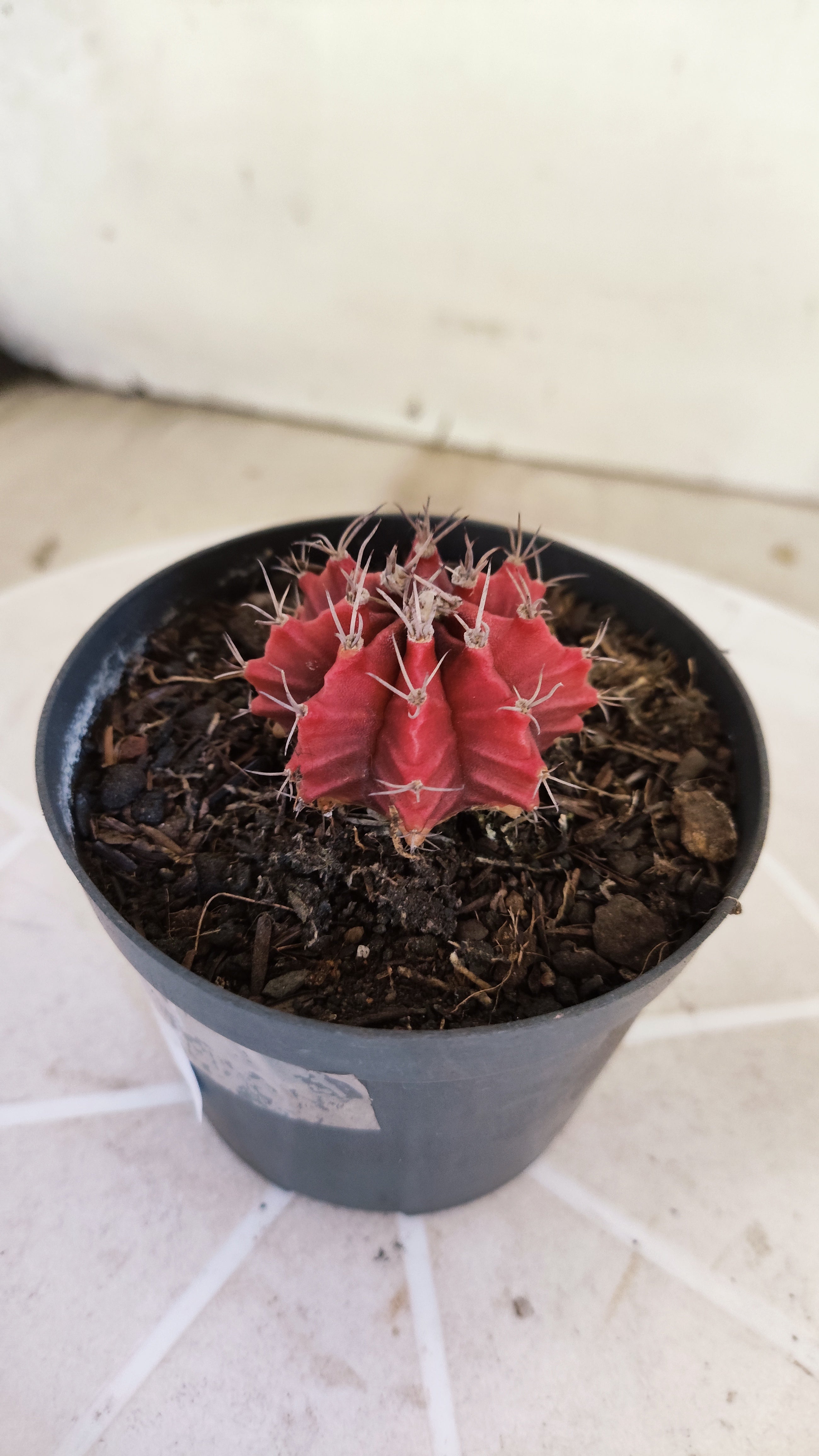 Matriz GYMNOCALYCIUM Mihanovichii Variegata Nº 1663 – vaso 09