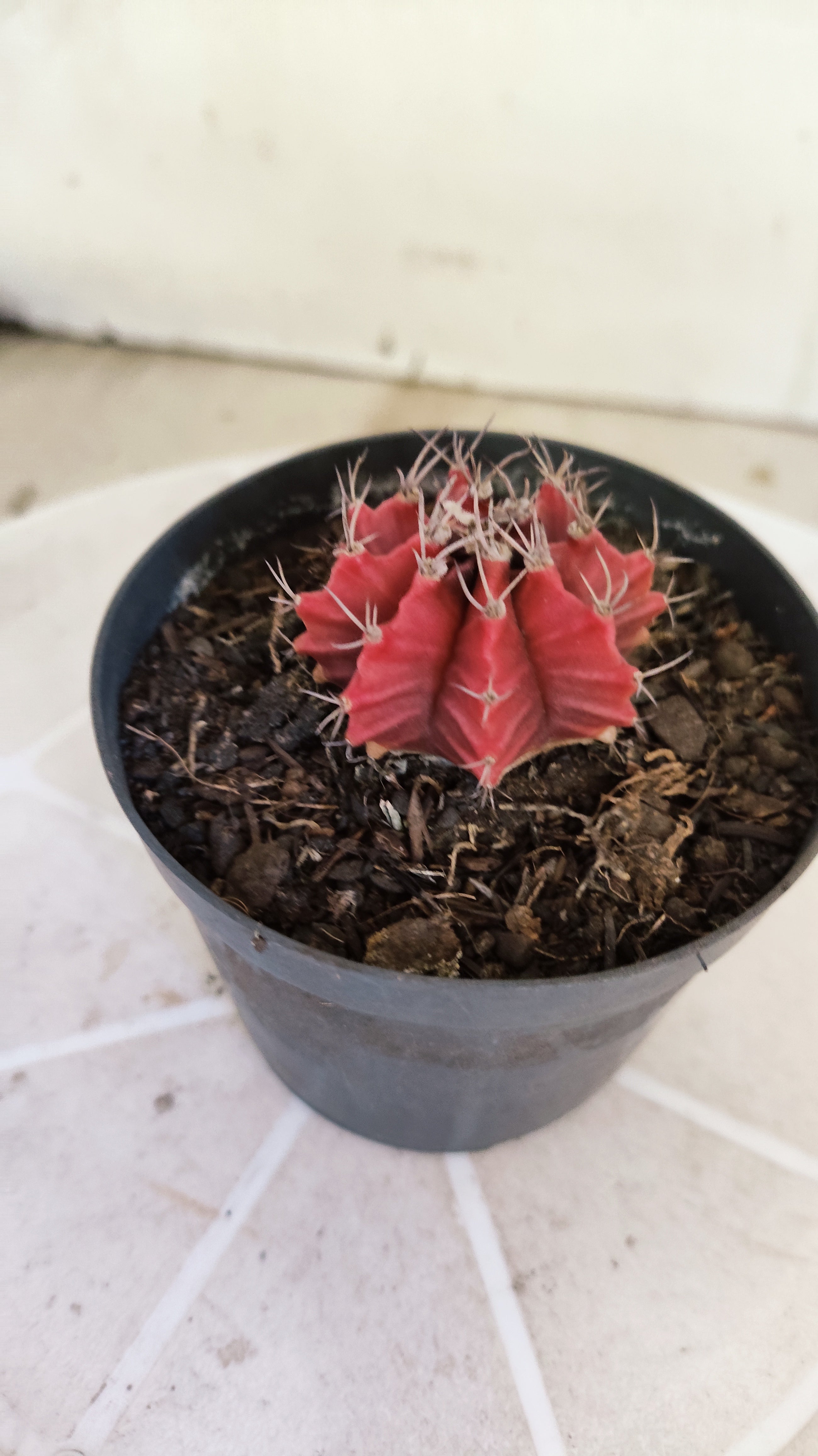 Matriz GYMNOCALYCIUM Mihanovichii Variegata Nº 1663 – vaso 09