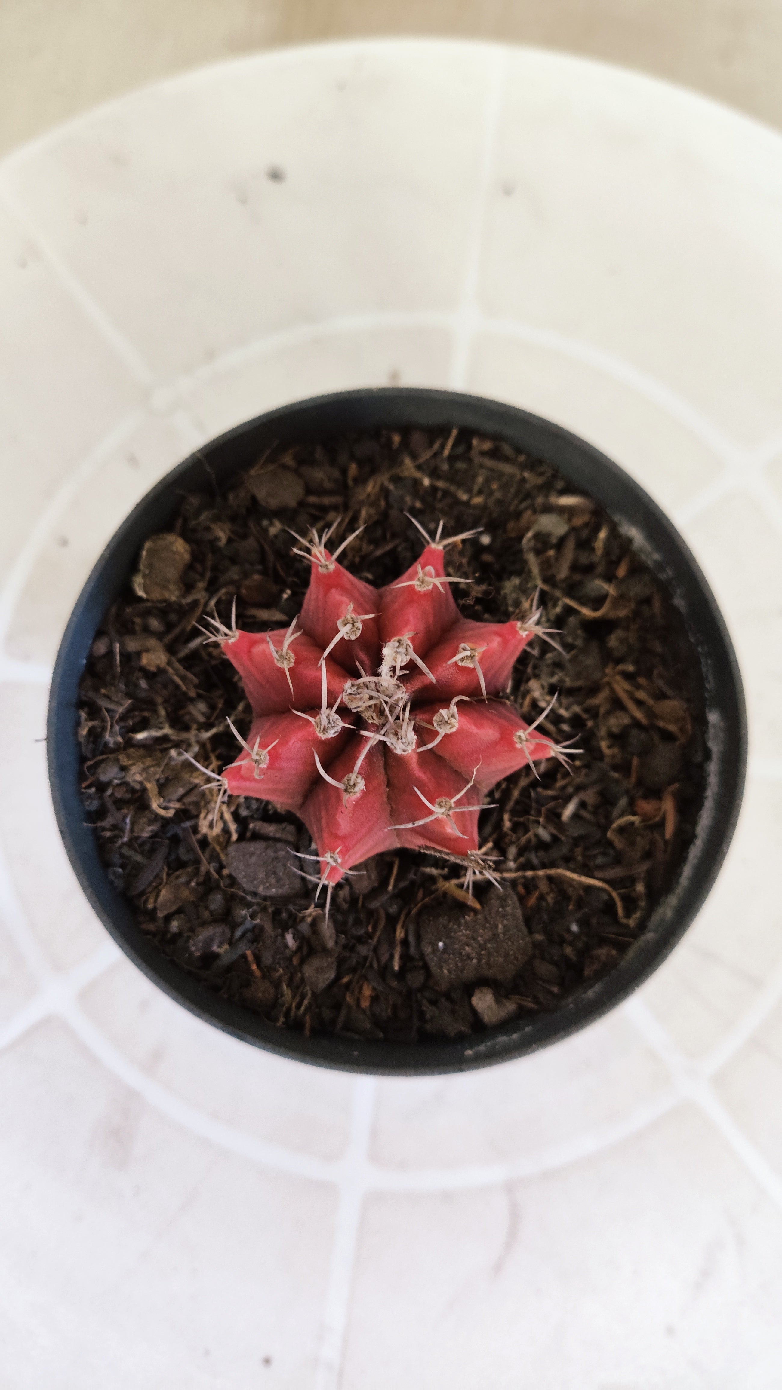 Matriz GYMNOCALYCIUM Mihanovichii Variegata Nº 1663 – vaso 09