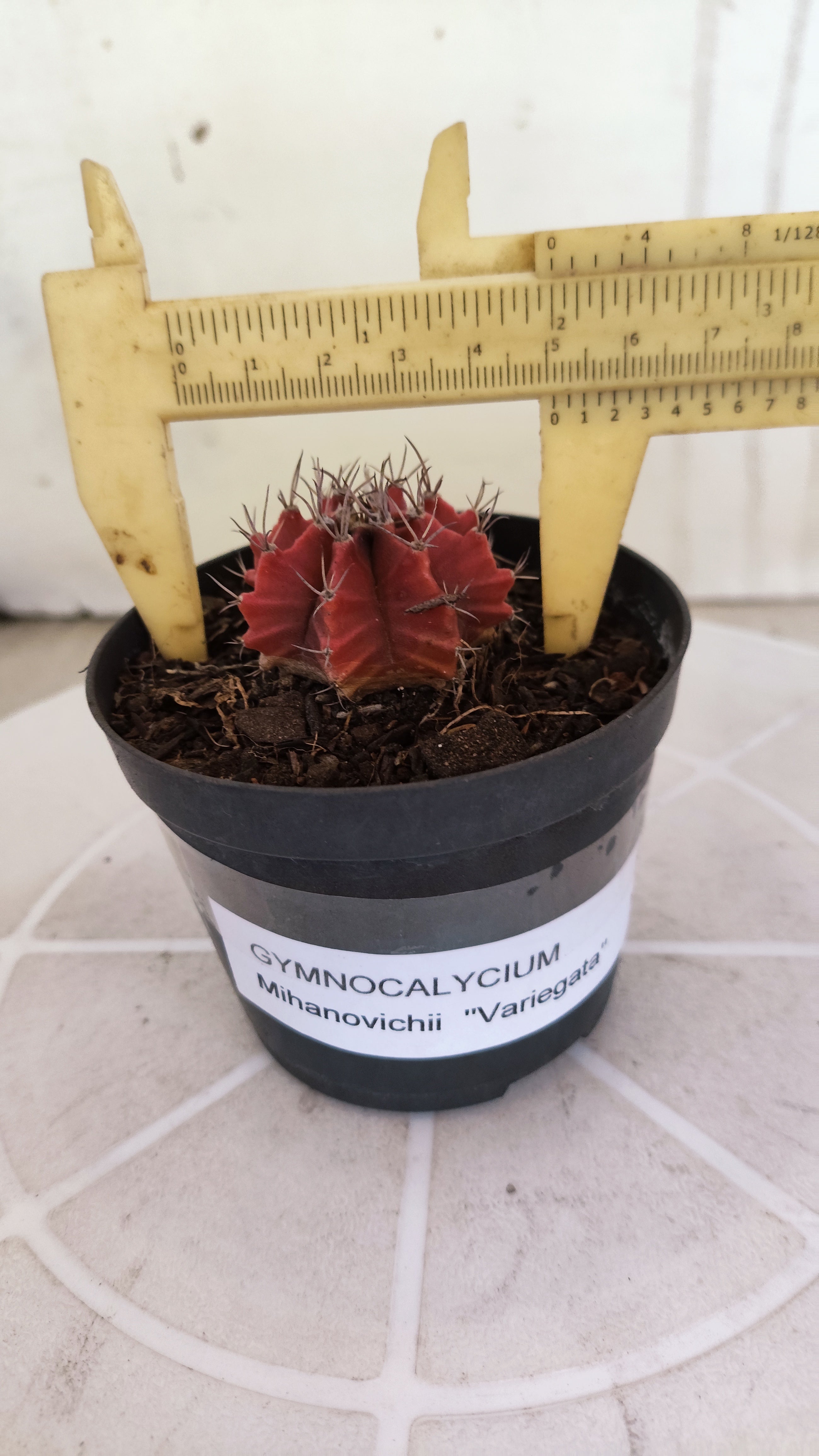 Matriz GYMNOCALYCIUM Mihanovichii Variegata Nº 1663 – vaso 09