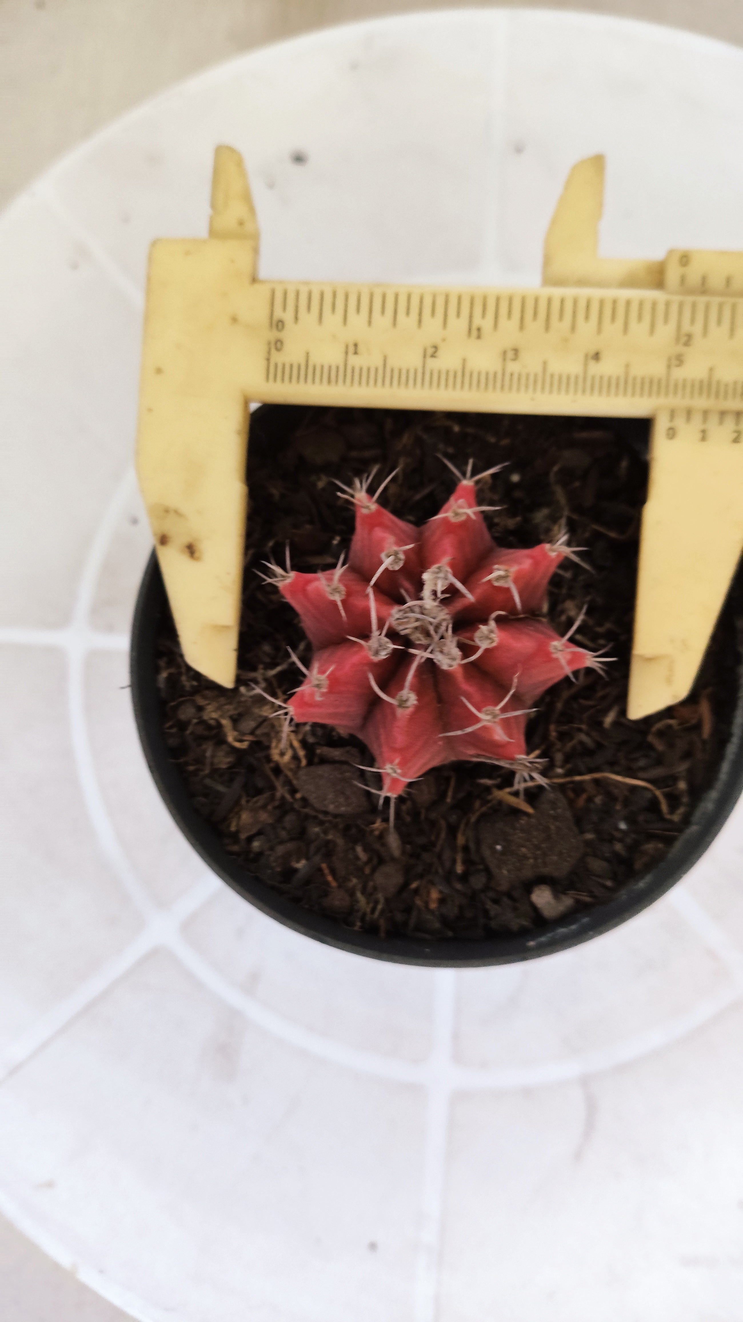 Matriz GYMNOCALYCIUM Mihanovichii Variegata Nº 1663 – vaso 09