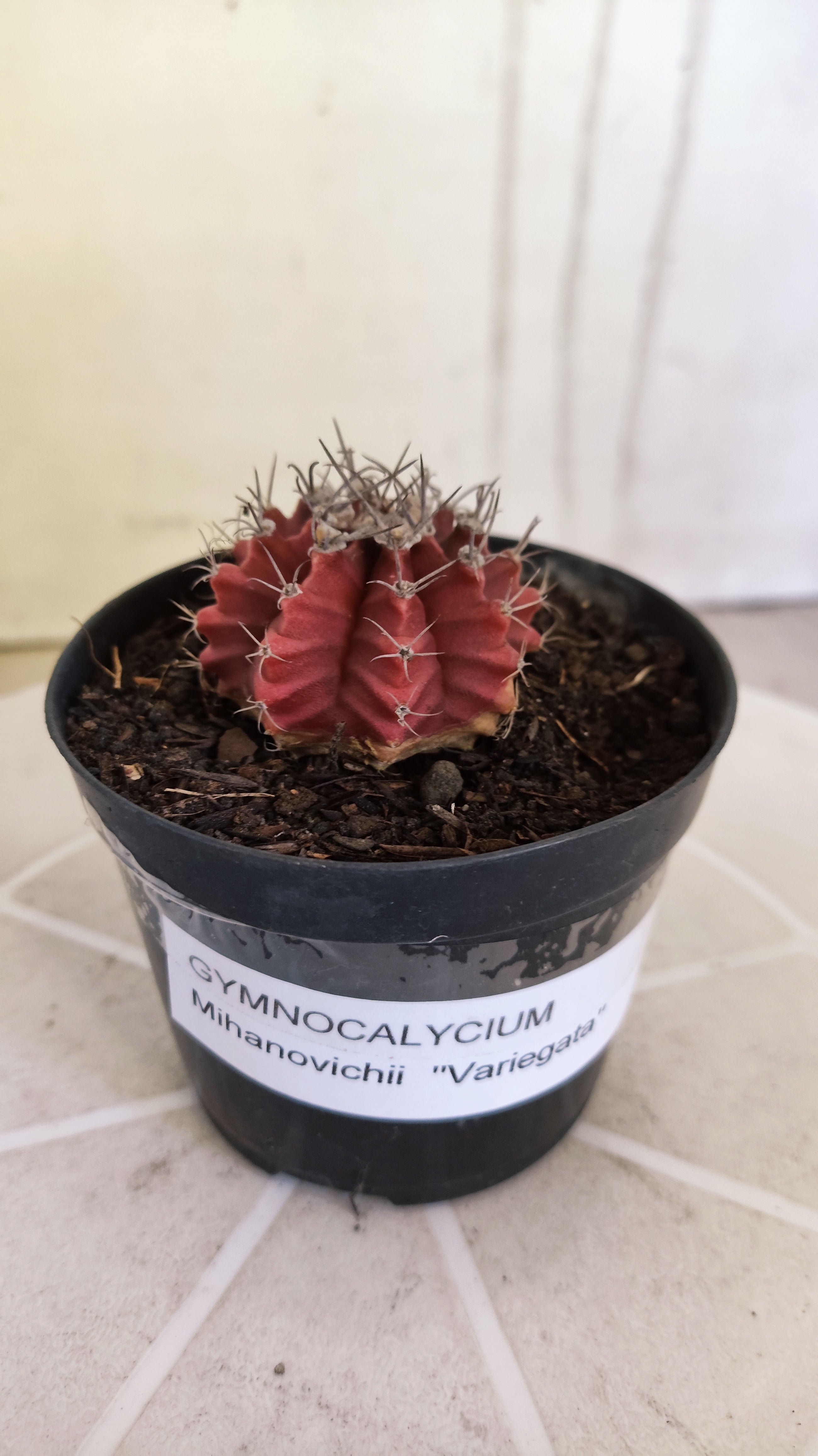 Matriz GYMNOCALYCIUM Mihanovichii Variegata Nº 1664 – vaso 09