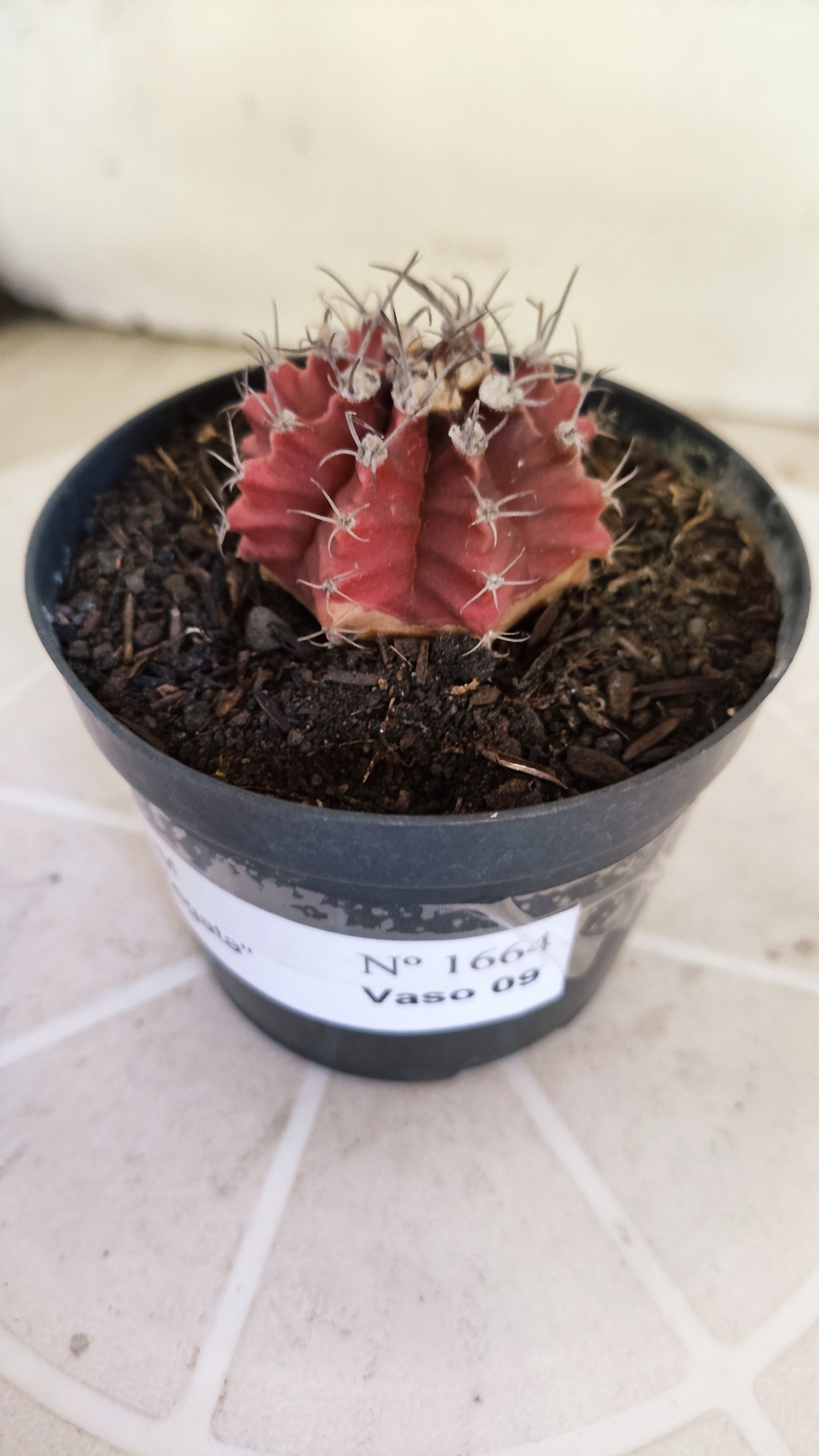 Matriz GYMNOCALYCIUM Mihanovichii Variegata Nº 1664 – vaso 09