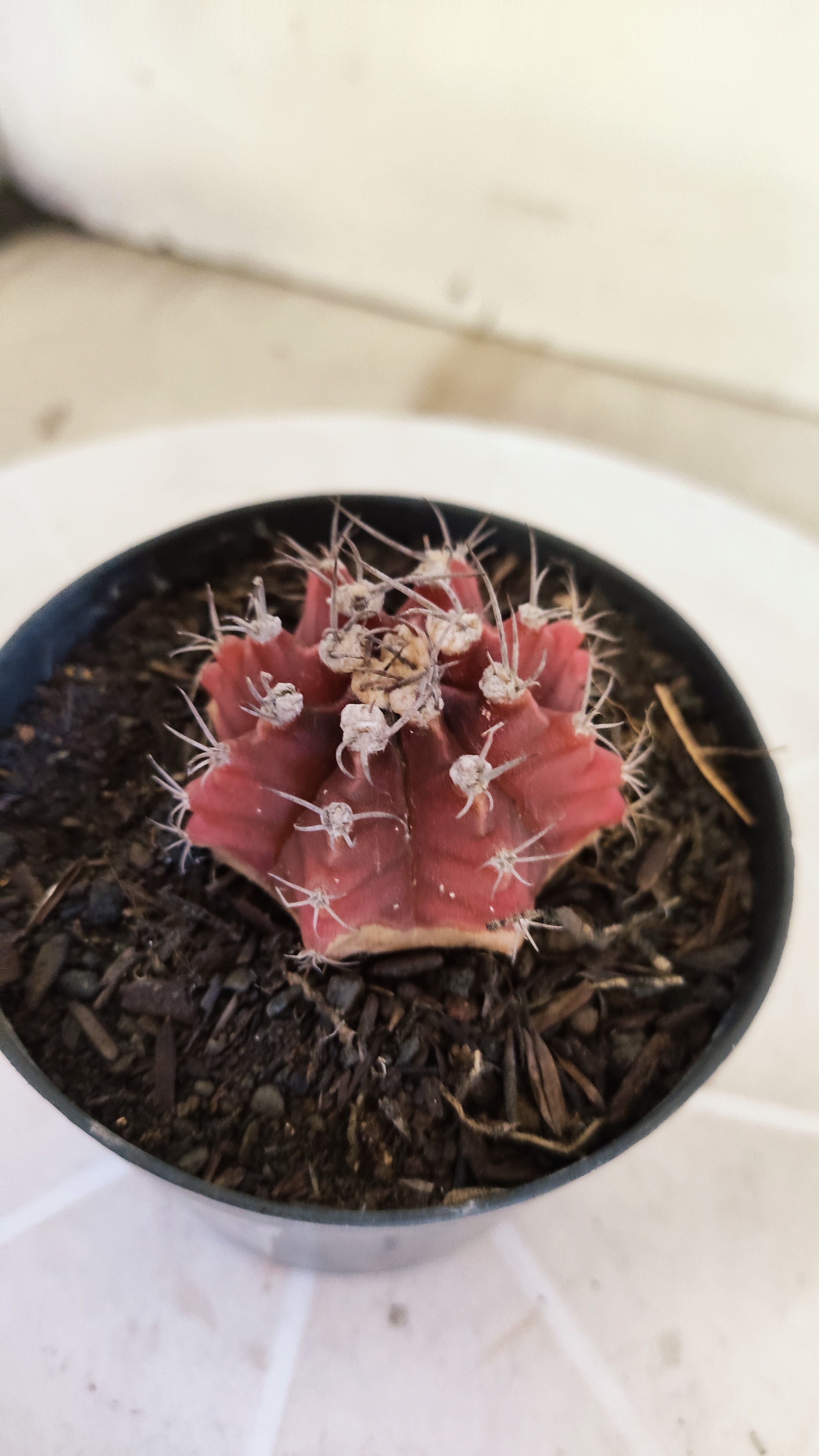 Matriz GYMNOCALYCIUM Mihanovichii Variegata Nº 1664 – vaso 09