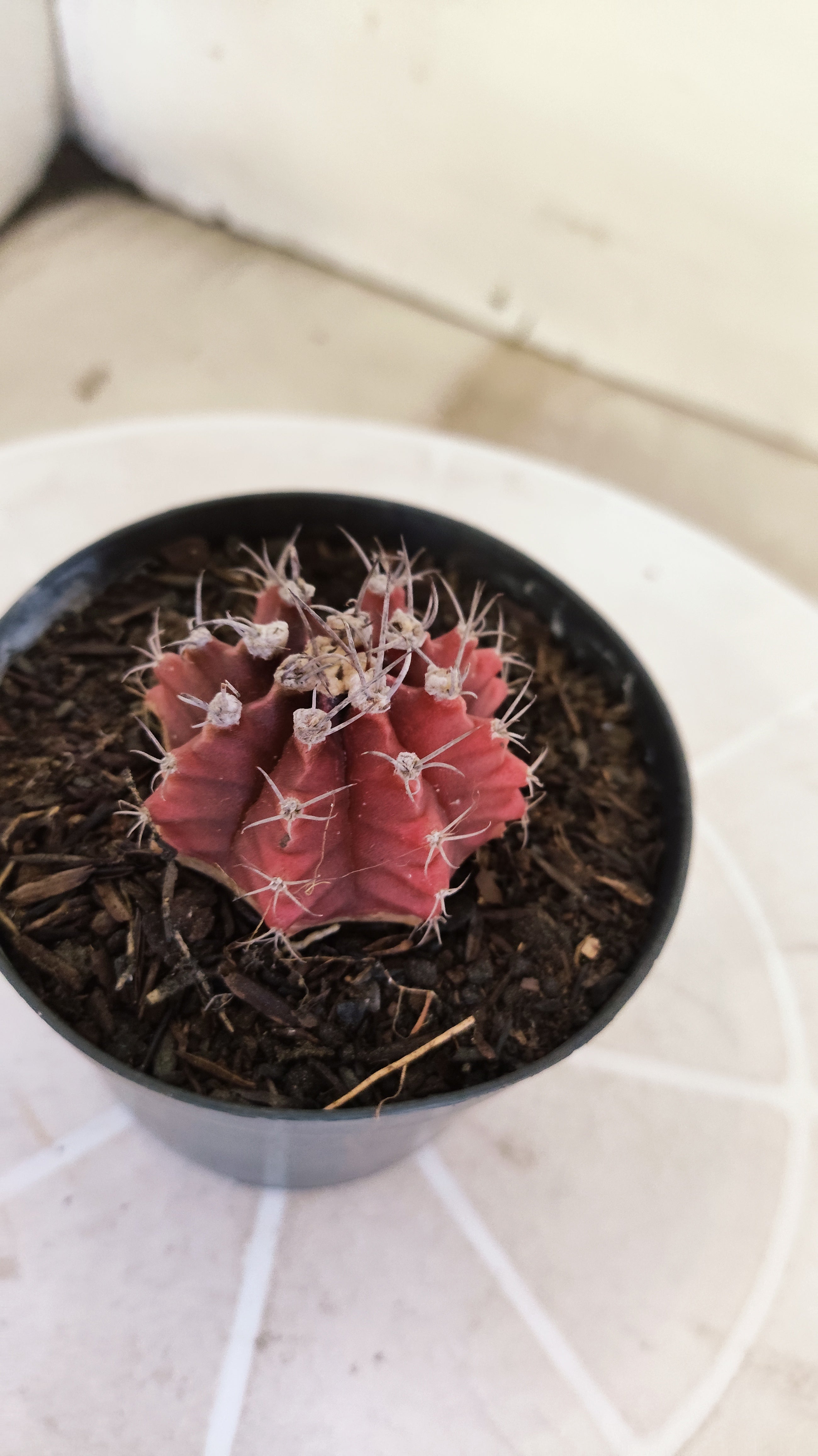 Matriz GYMNOCALYCIUM Mihanovichii Variegata Nº 1664 – vaso 09