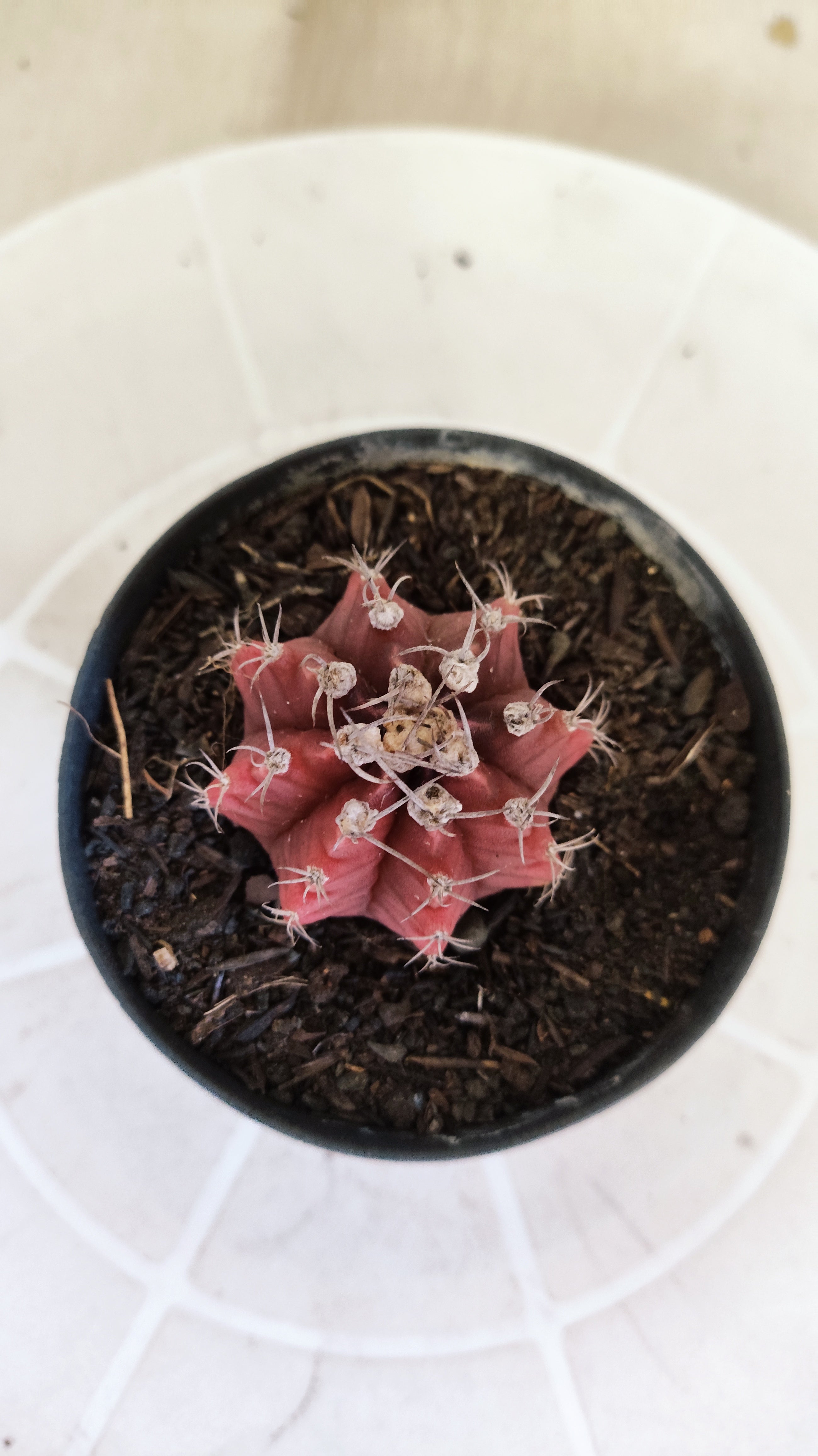 Matriz GYMNOCALYCIUM Mihanovichii Variegata Nº 1664 – vaso 09
