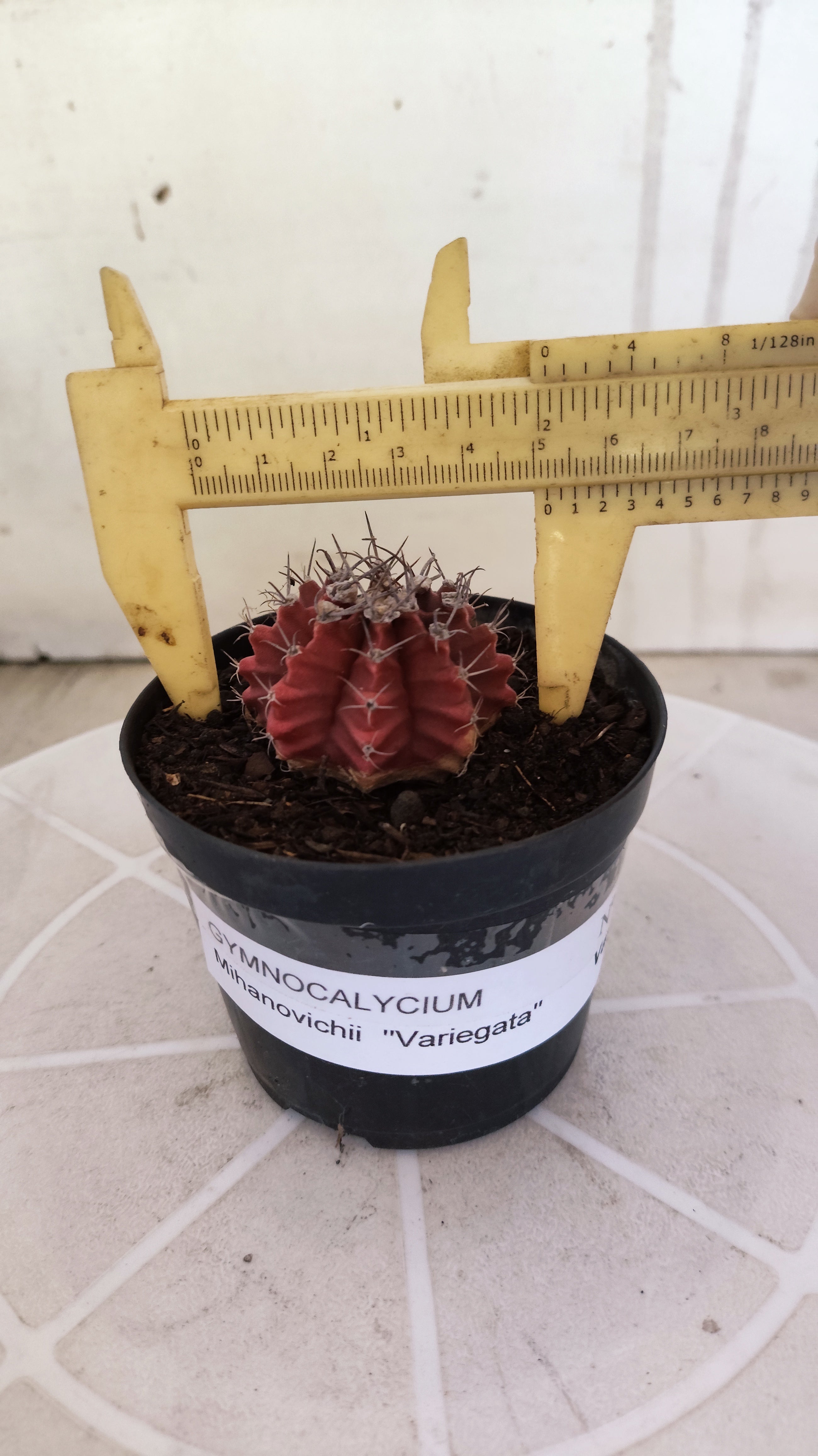 Matriz GYMNOCALYCIUM Mihanovichii Variegata Nº 1664 – vaso 09