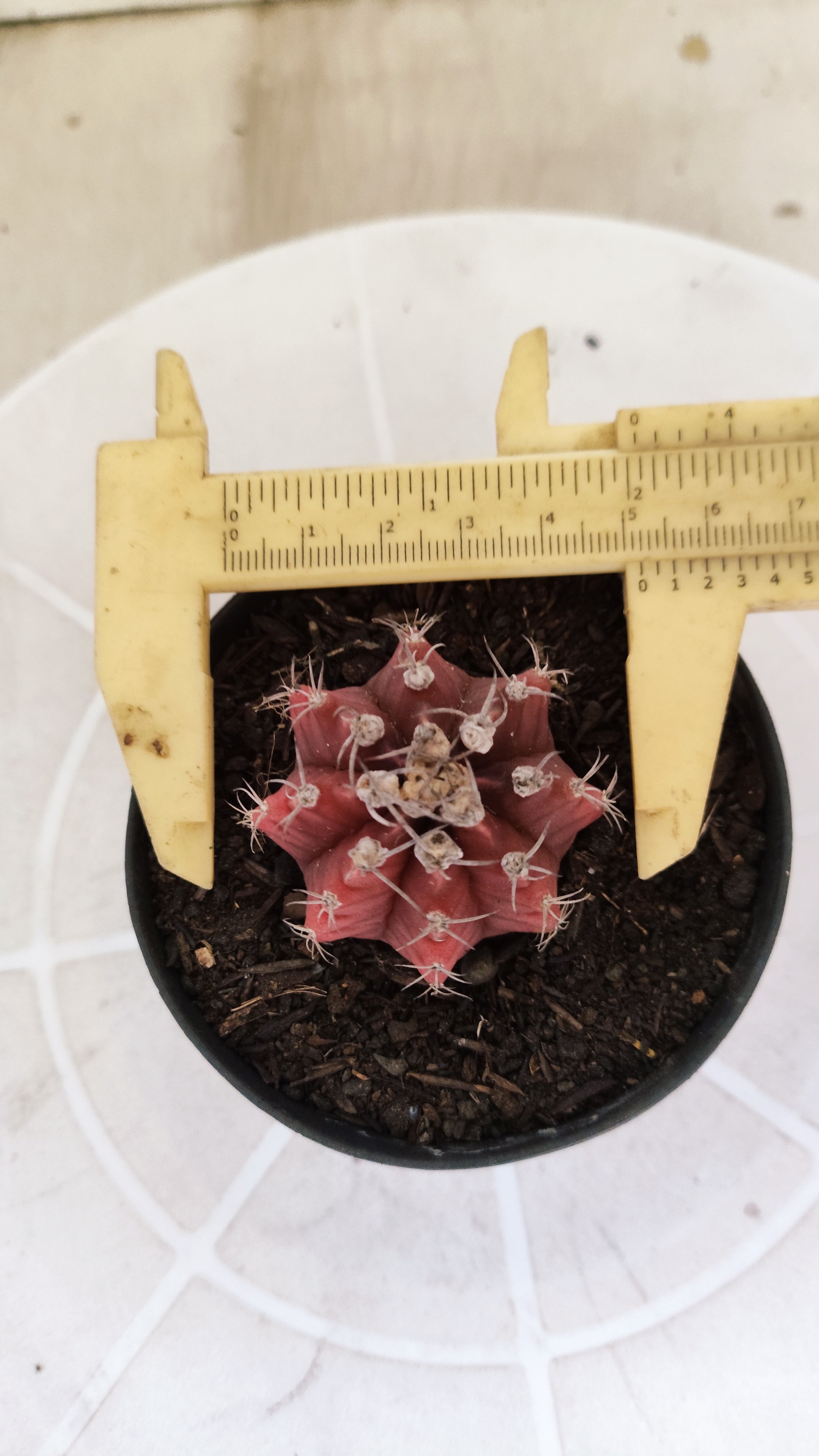 Matriz GYMNOCALYCIUM Mihanovichii Variegata Nº 1664 – vaso 09