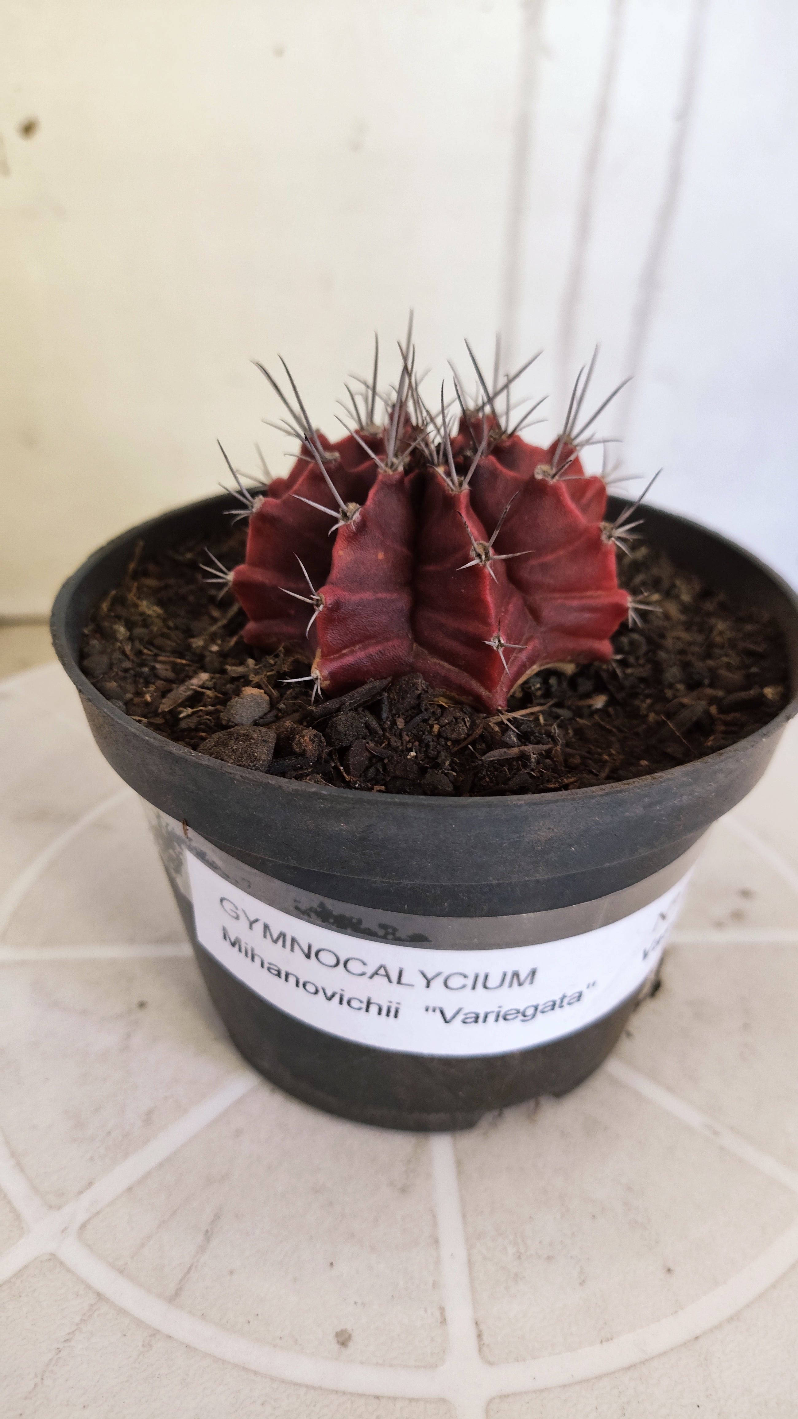 Matriz GYMNOCALYCIUM Mihanovichii Variegata Nº 1665 – vaso 11