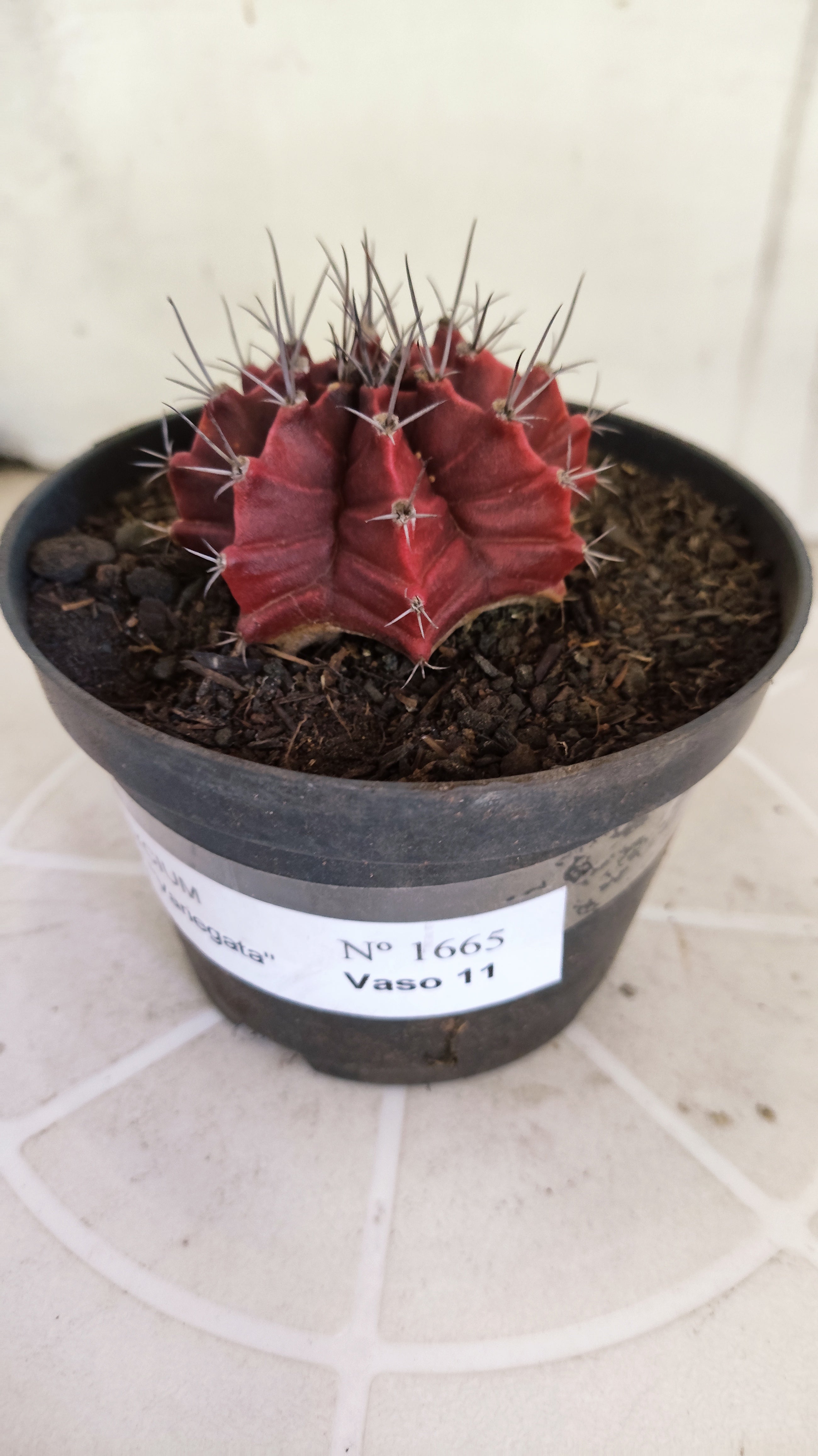 Matriz GYMNOCALYCIUM Mihanovichii Variegata Nº 1665 – vaso 11