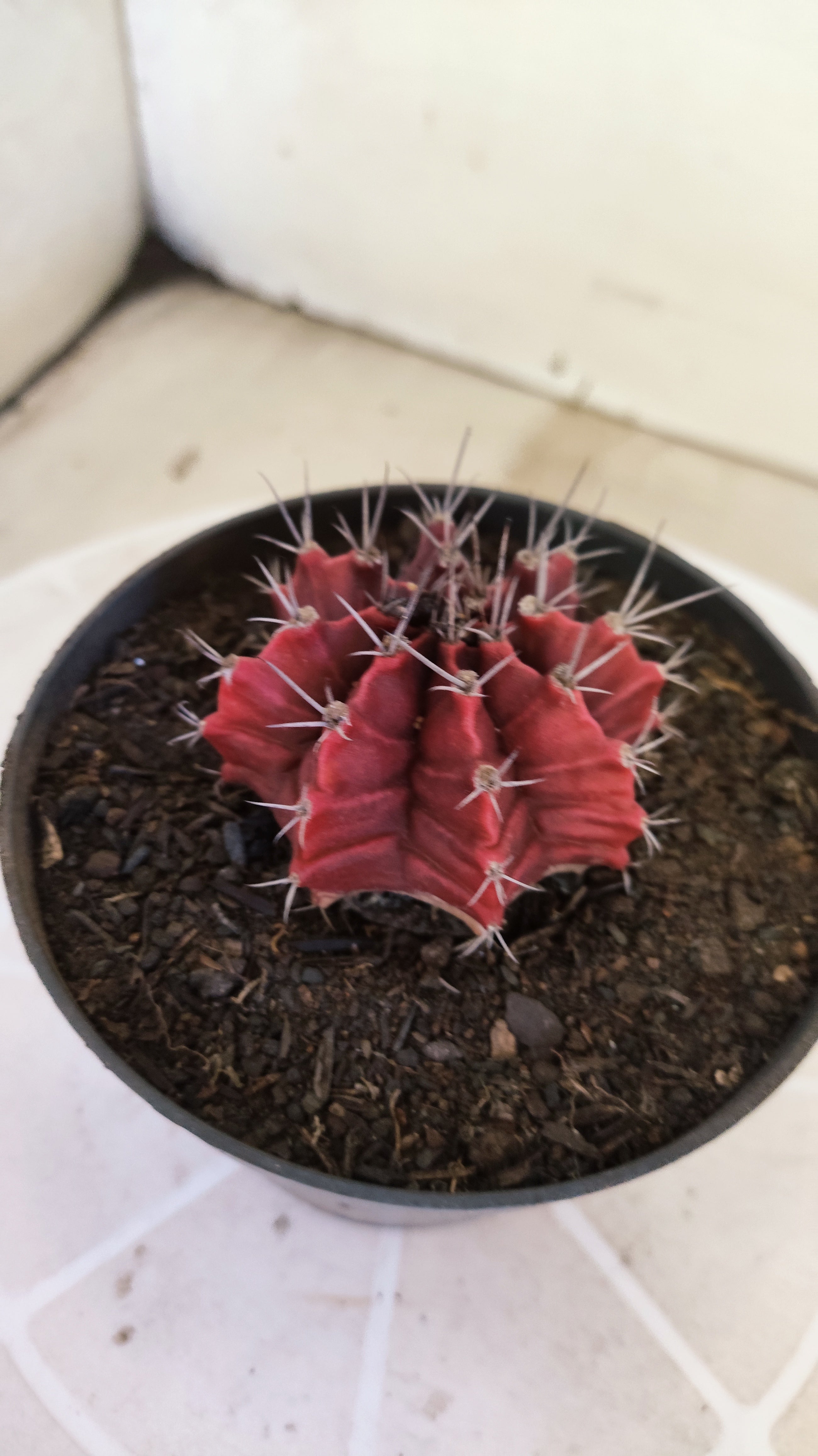 Matriz GYMNOCALYCIUM Mihanovichii Variegata Nº 1665 – vaso 11