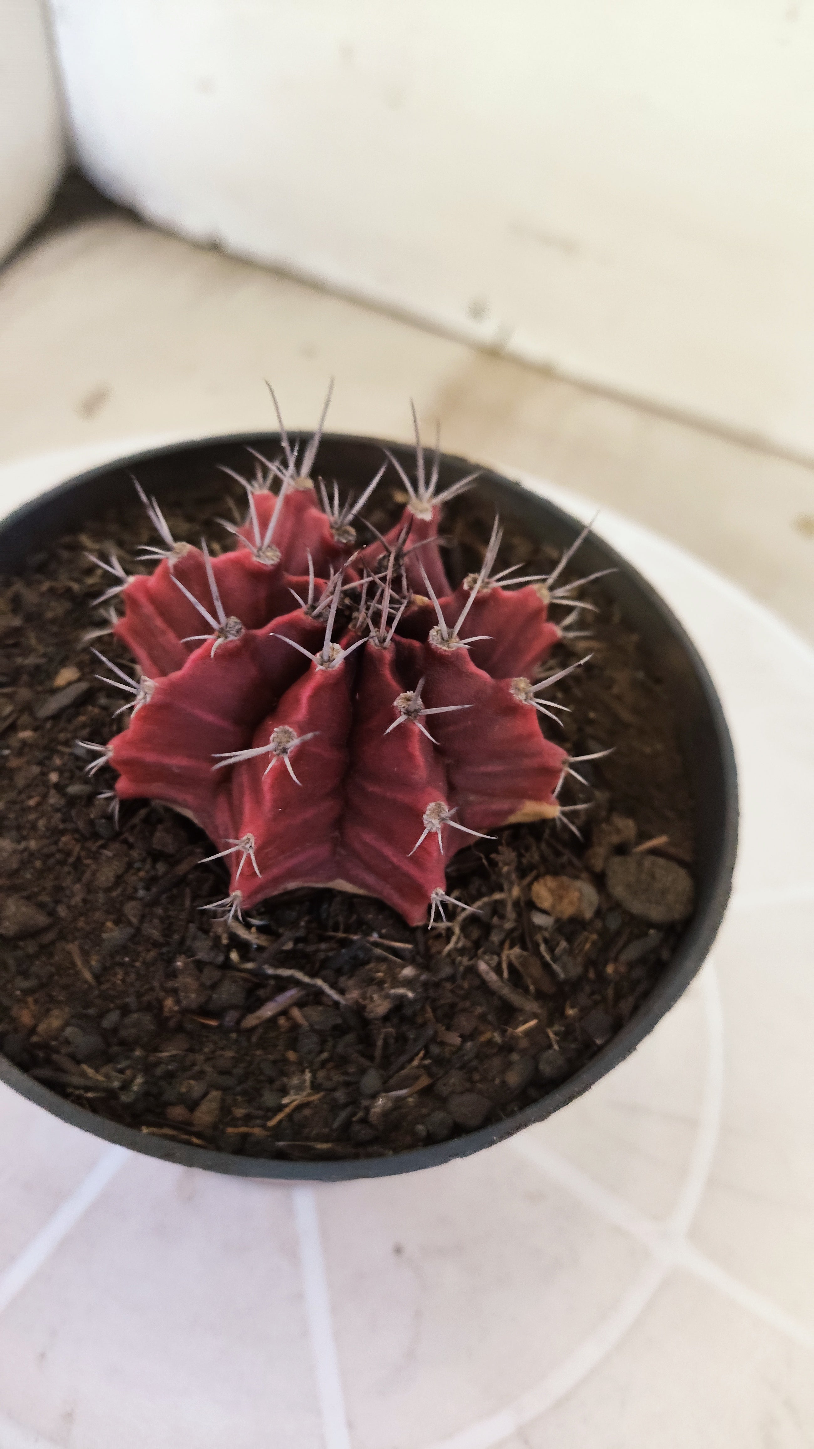Matriz GYMNOCALYCIUM Mihanovichii Variegata Nº 1665 – vaso 11