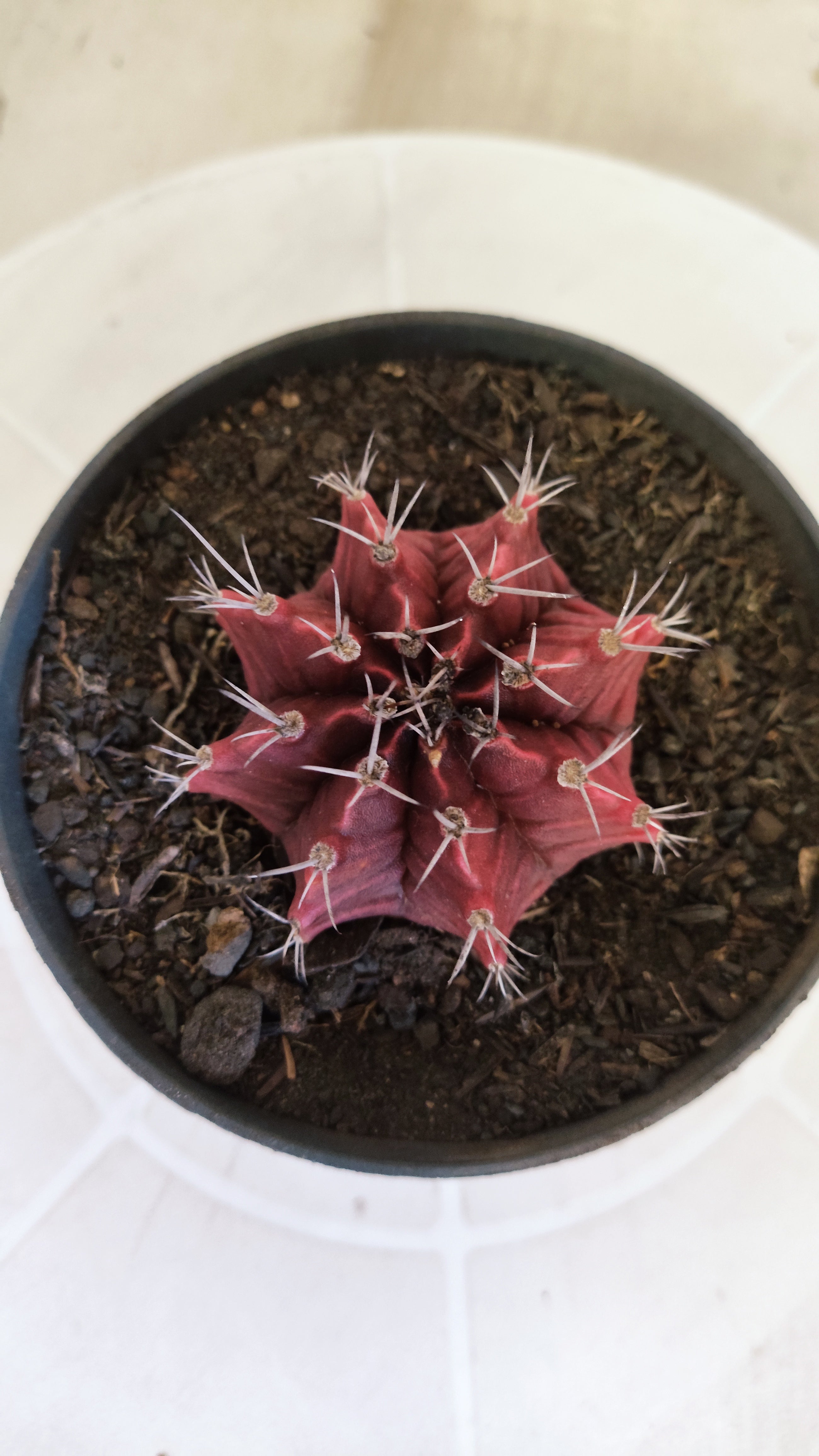 Matriz GYMNOCALYCIUM Mihanovichii Variegata Nº 1665 – vaso 11