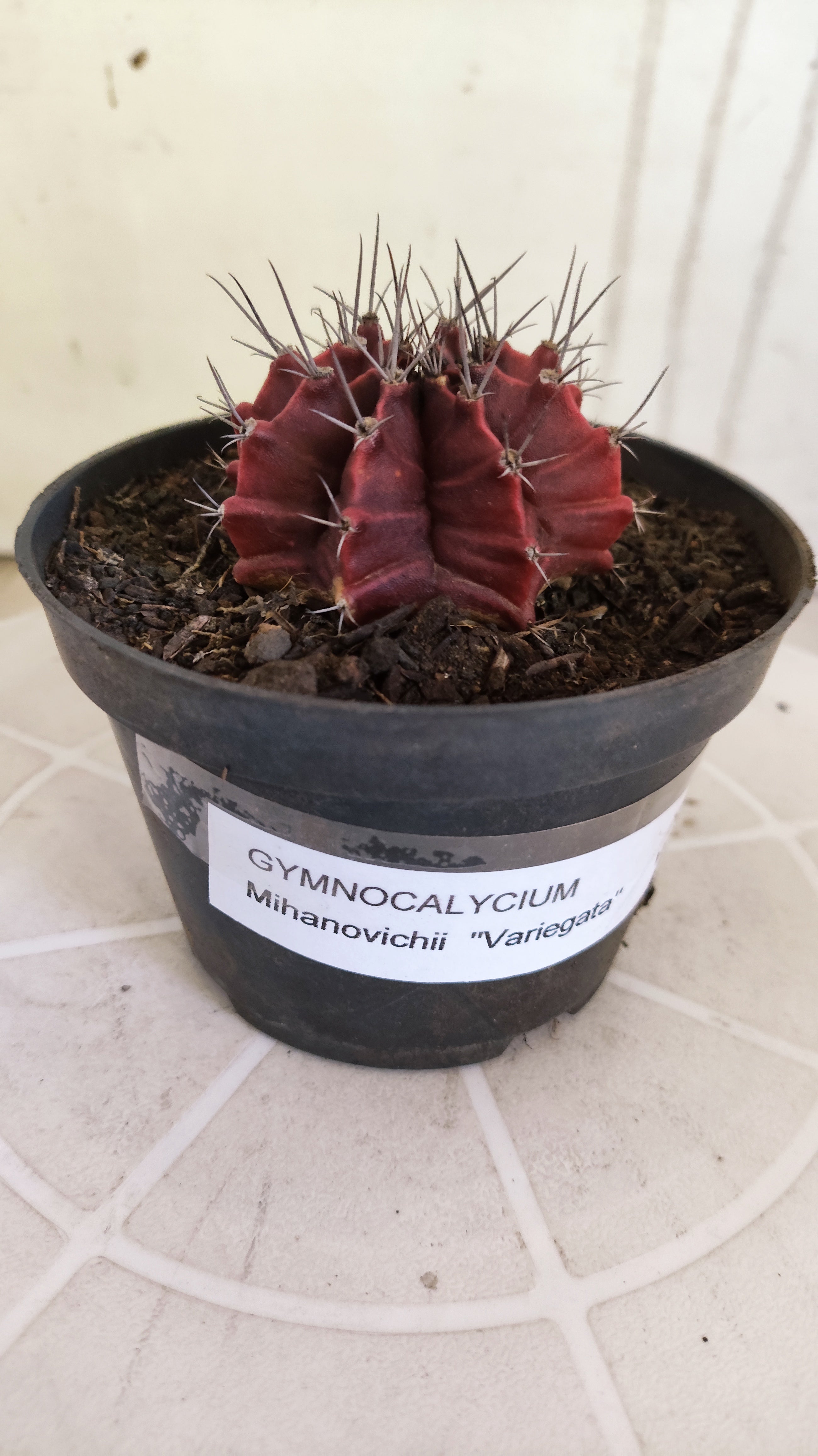 Matriz GYMNOCALYCIUM Mihanovichii Variegata Nº 1665 – vaso 11