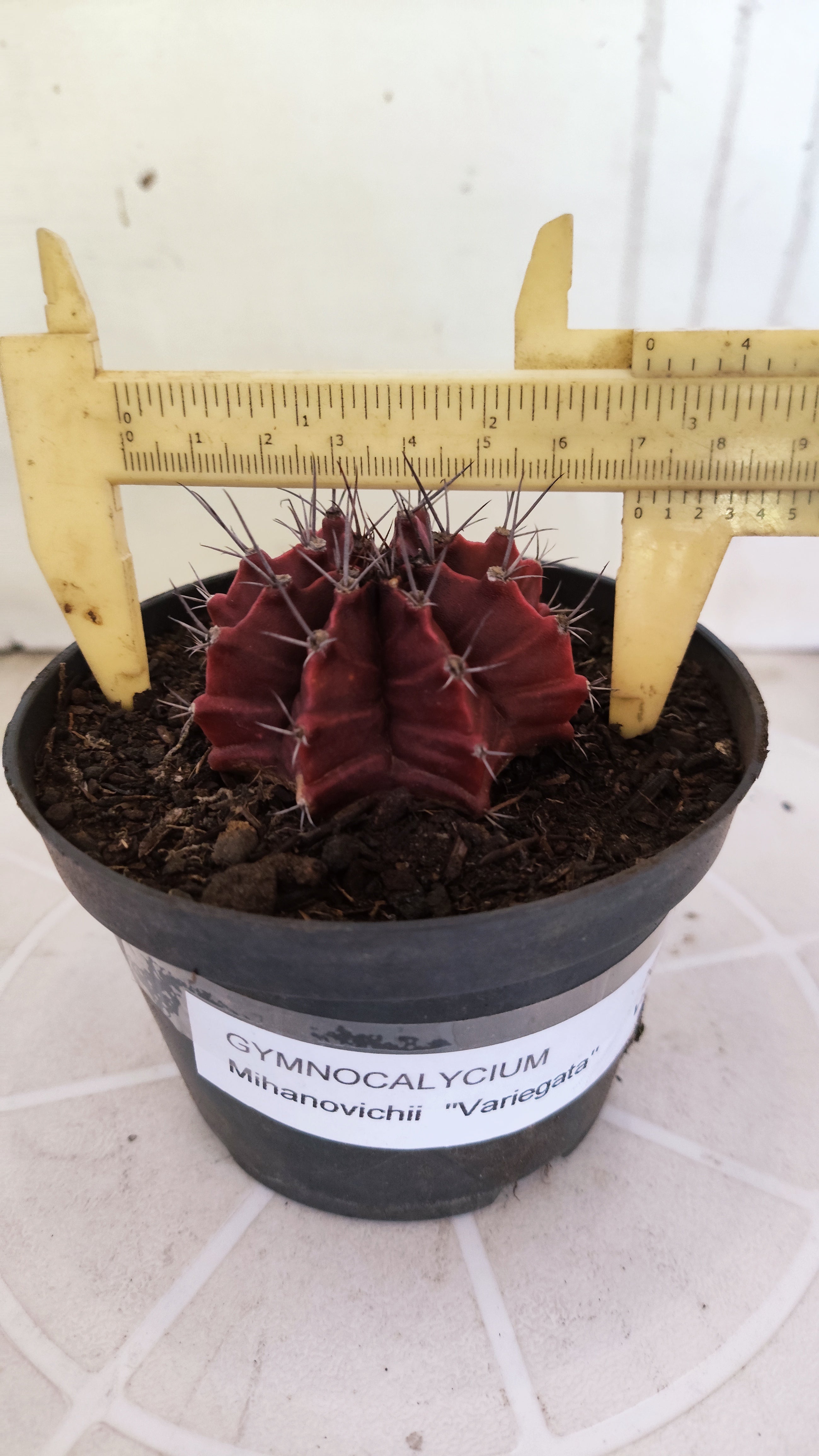 Matriz GYMNOCALYCIUM Mihanovichii Variegata Nº 1665 – vaso 11