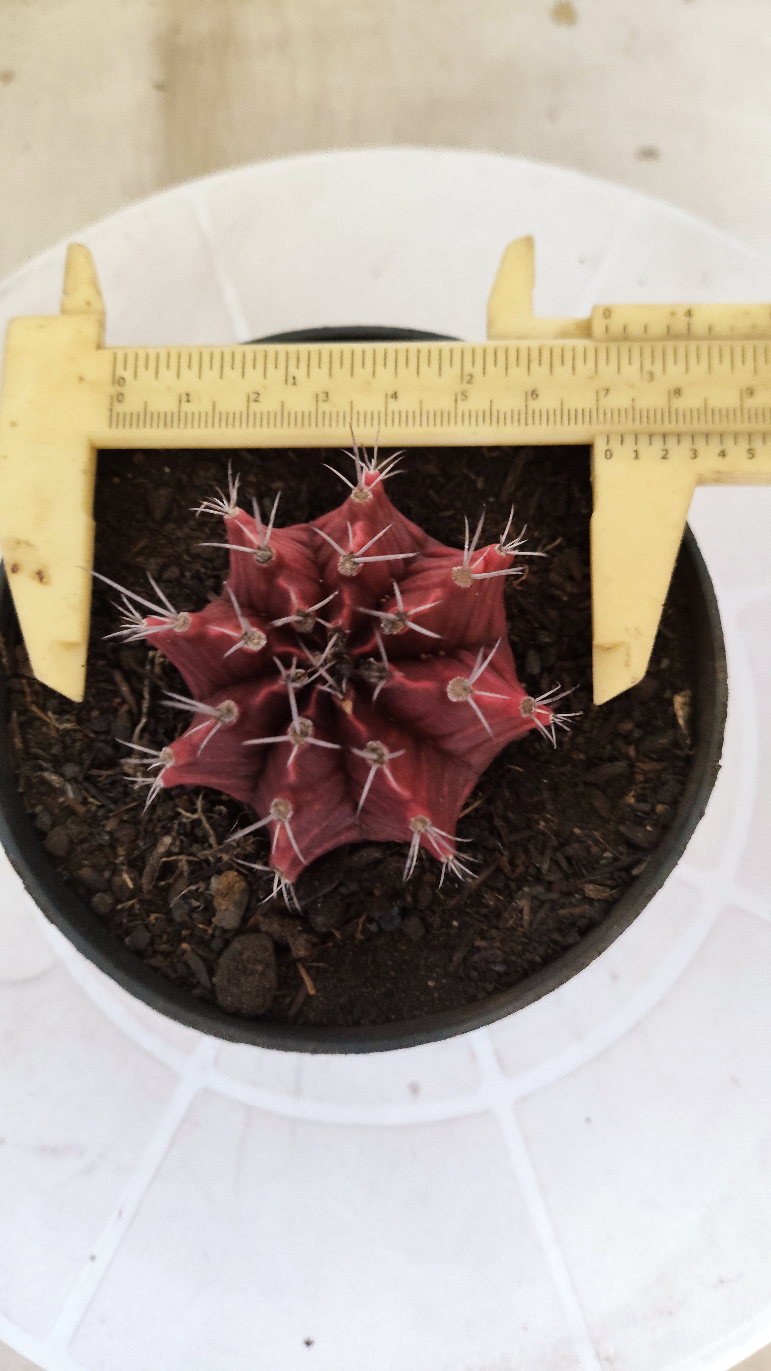 Matriz GYMNOCALYCIUM Mihanovichii Variegata Nº 1665 – vaso 11