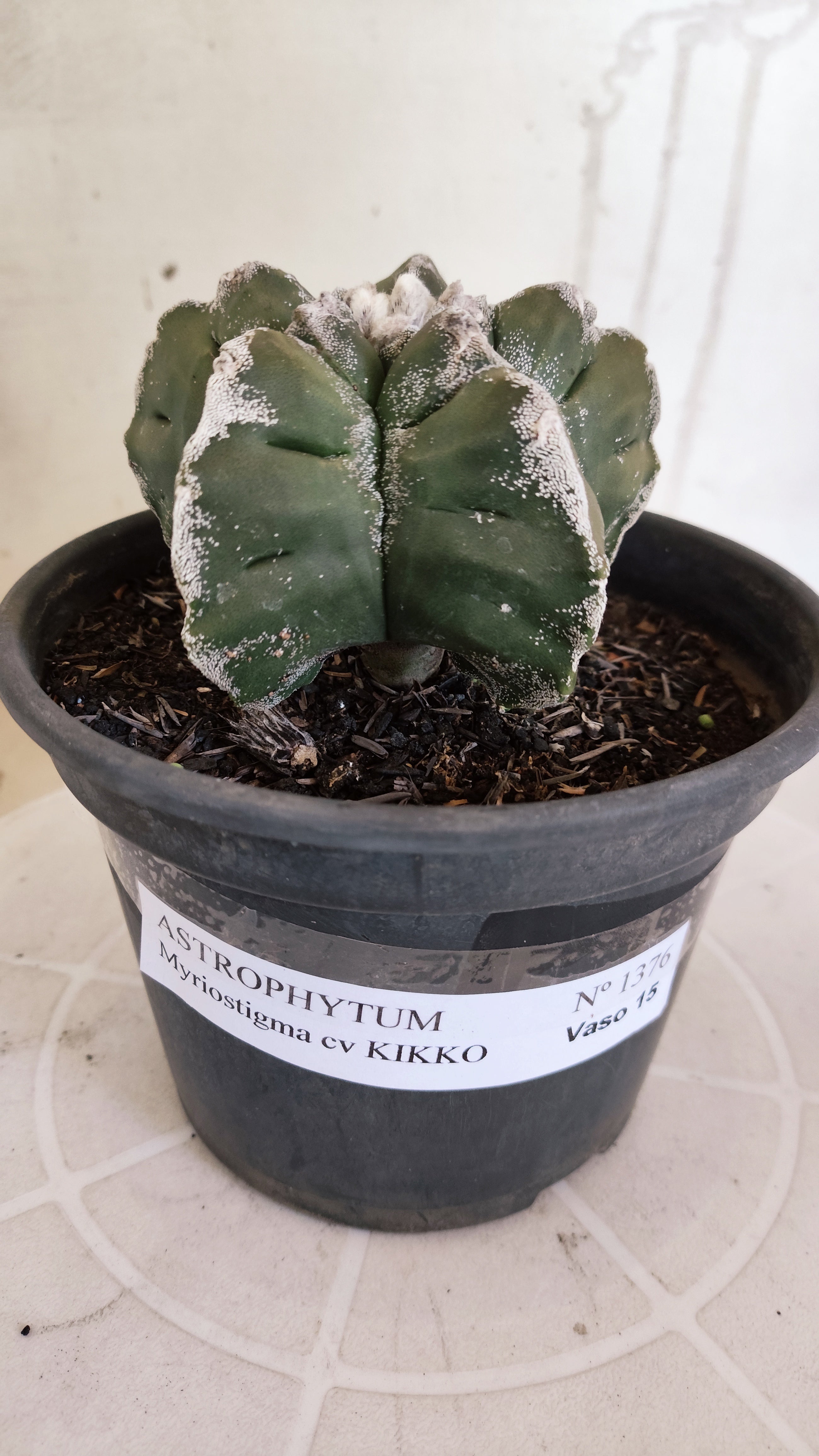 MATRIZ ASTROPHYTUM cv KIKKO   Nº 1376 – vaso 15
