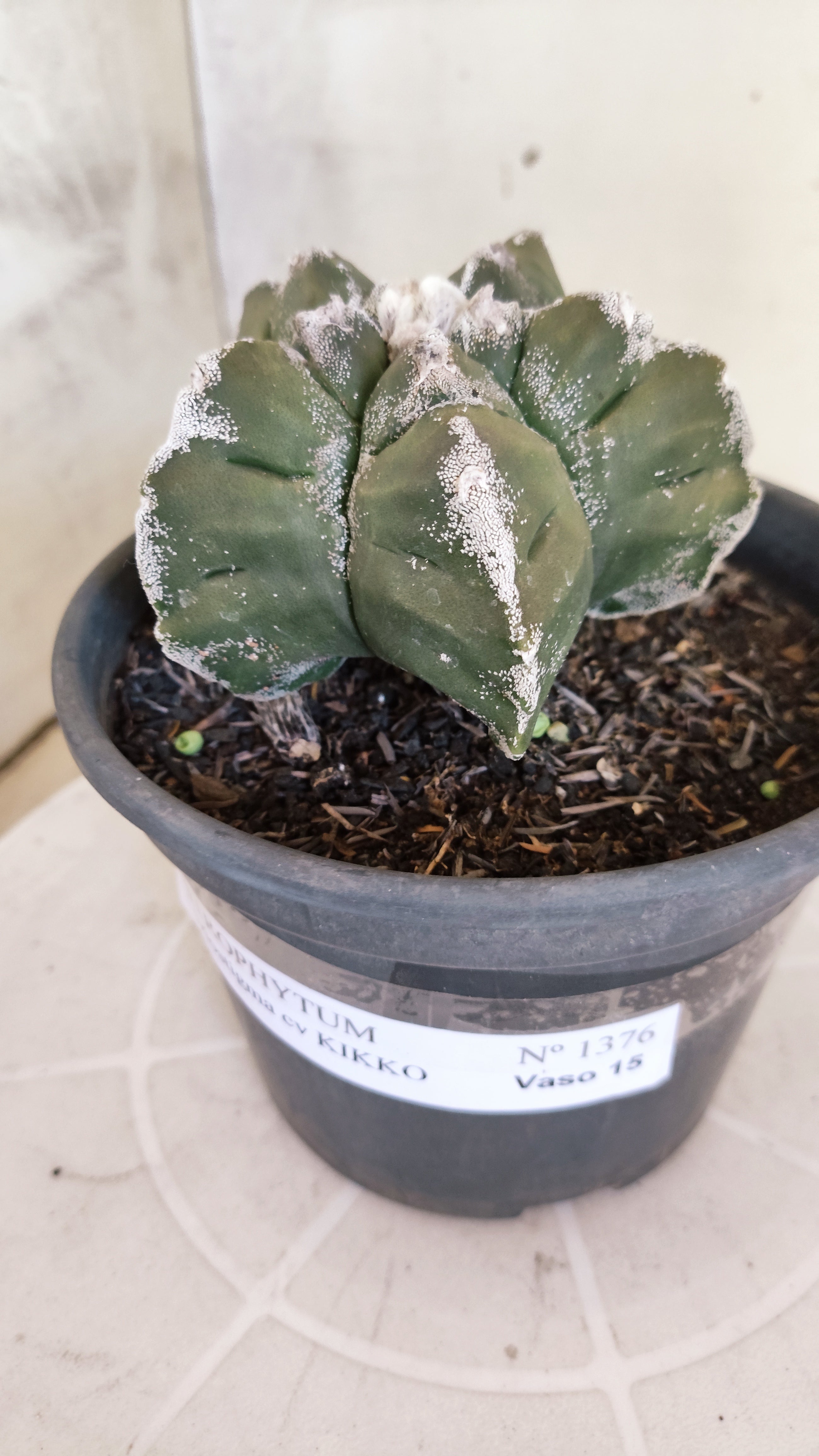 MATRIZ ASTROPHYTUM cv KIKKO   Nº 1376 – vaso 15