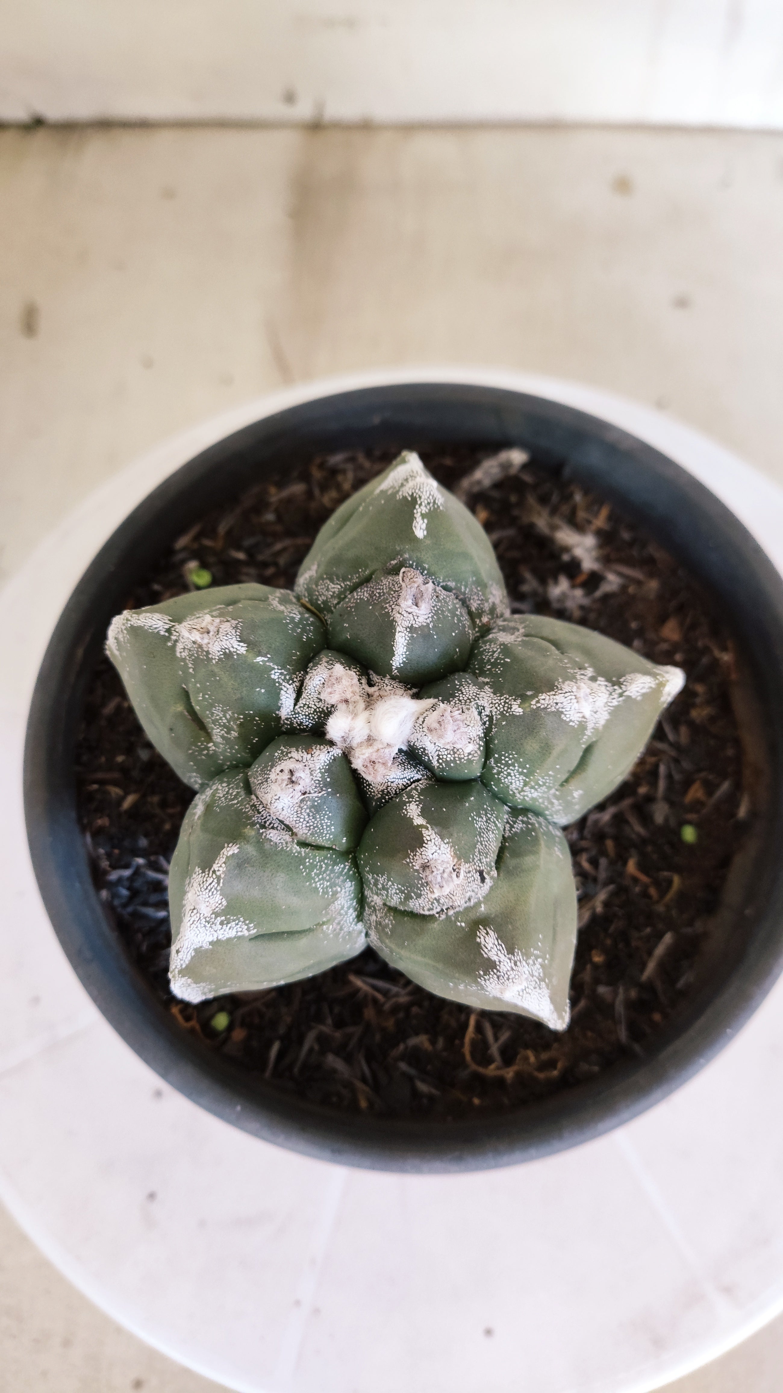 MATRIZ ASTROPHYTUM cv KIKKO   Nº 1376 – vaso 15