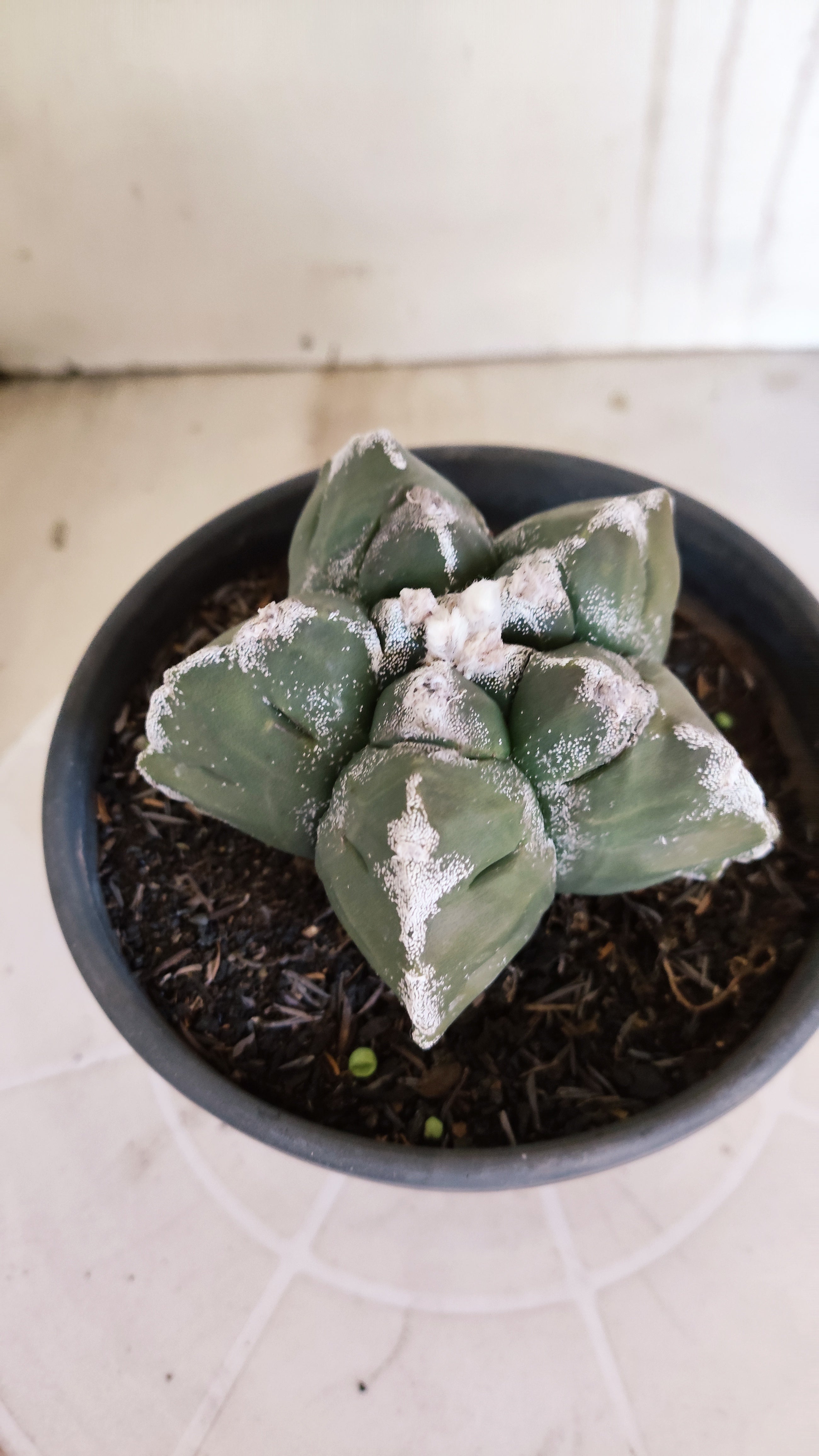 MATRIZ ASTROPHYTUM cv KIKKO   Nº 1376 – vaso 15