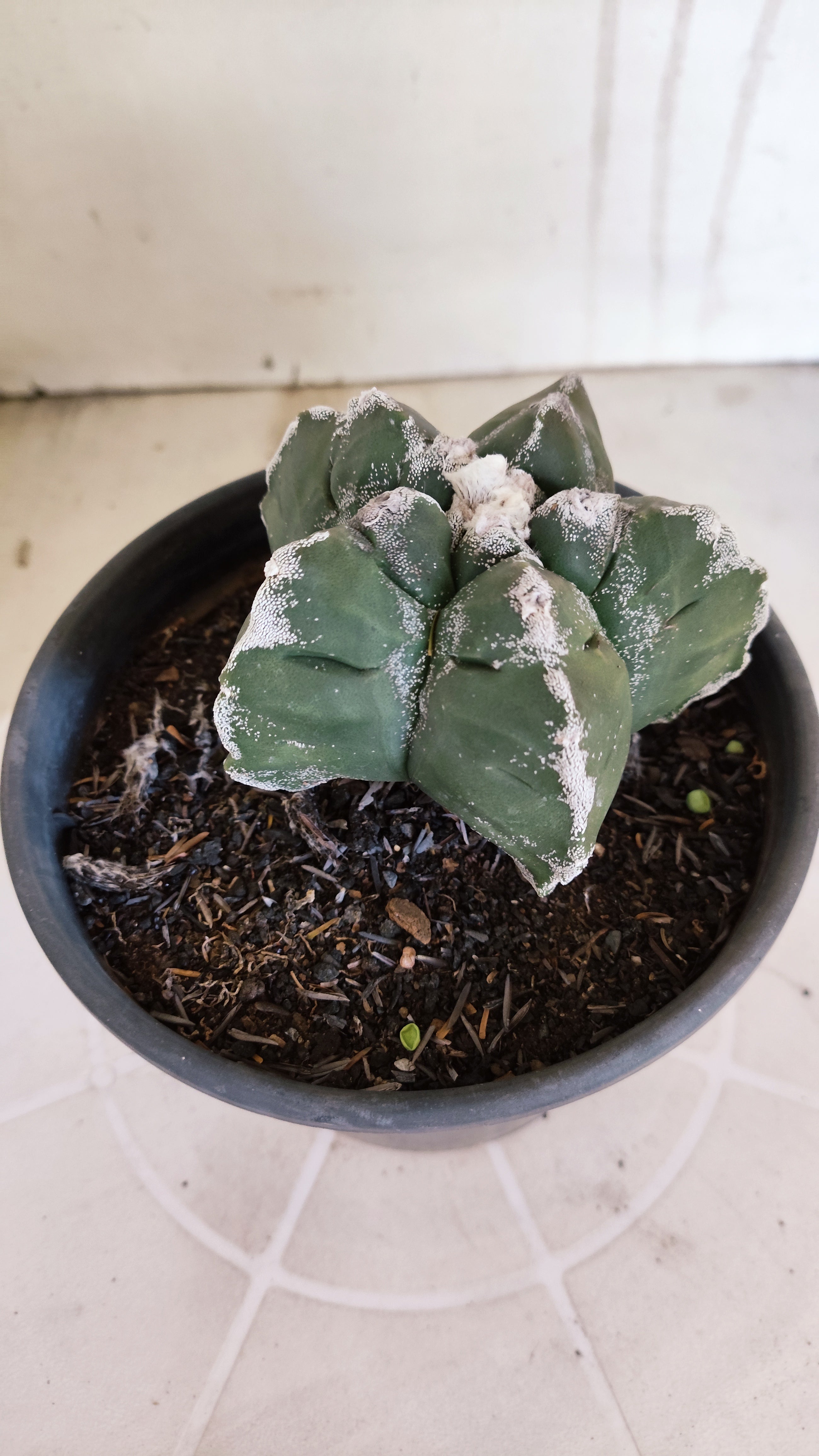 MATRIZ ASTROPHYTUM cv KIKKO   Nº 1376 – vaso 15