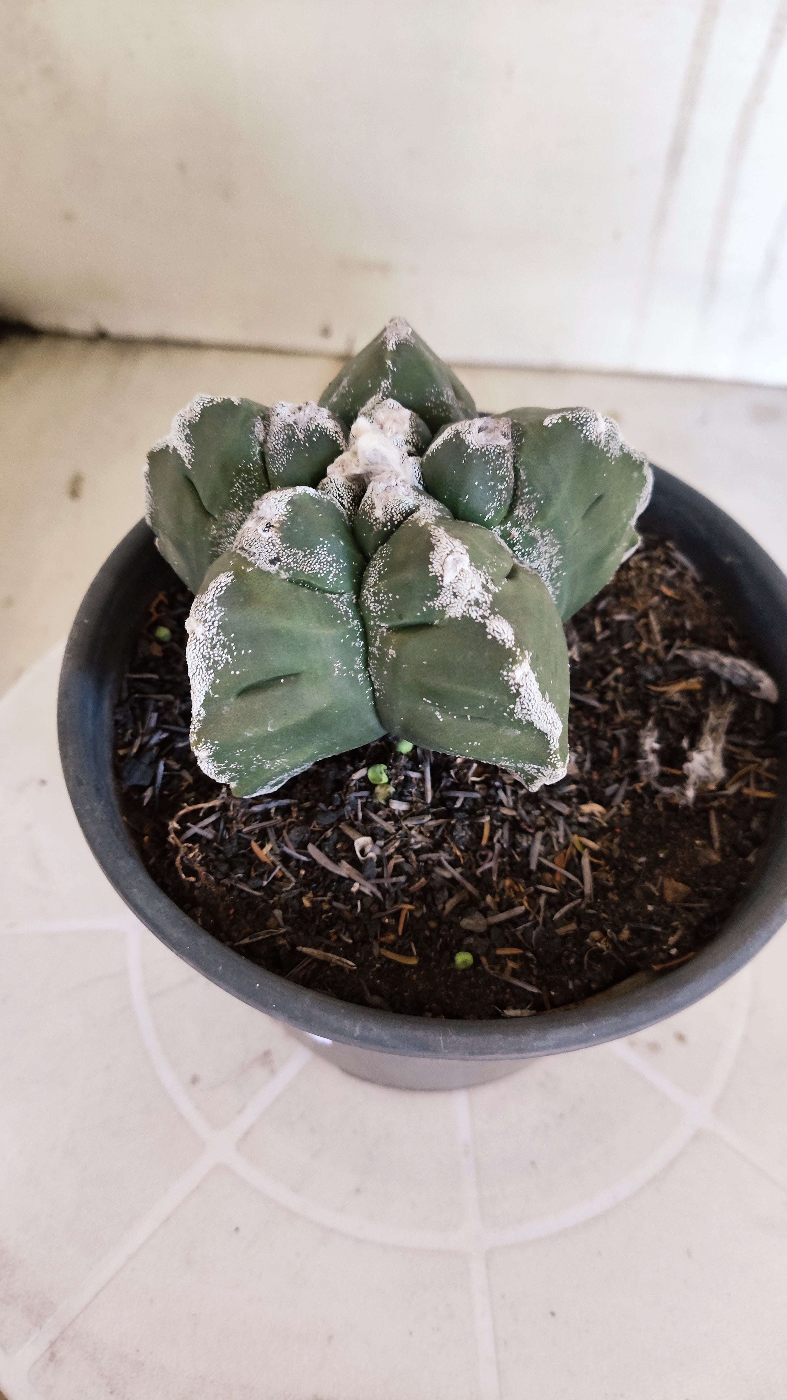 MATRIZ ASTROPHYTUM cv KIKKO   Nº 1376 – vaso 15