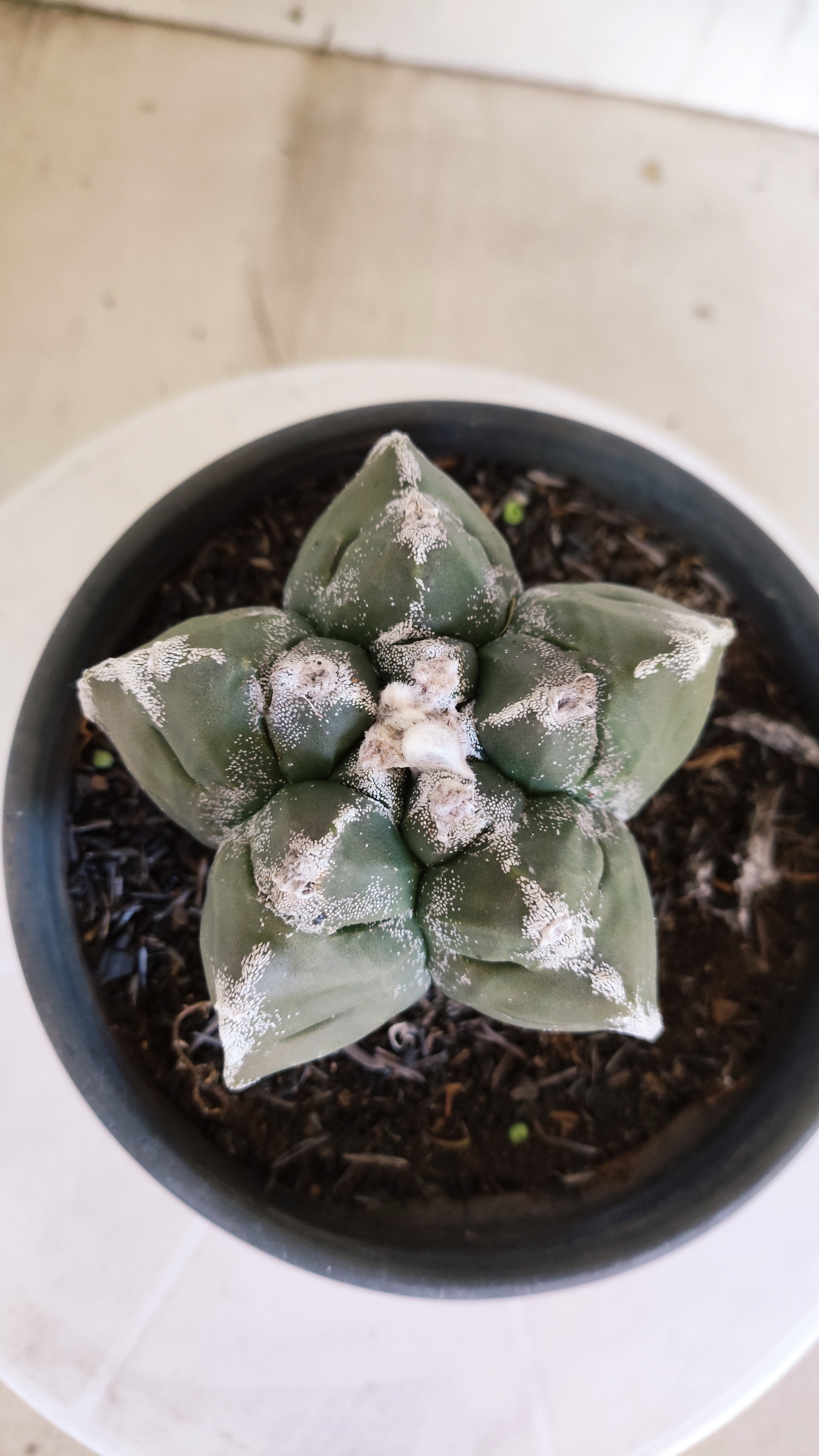 MATRIZ ASTROPHYTUM cv KIKKO   Nº 1376 – vaso 15
