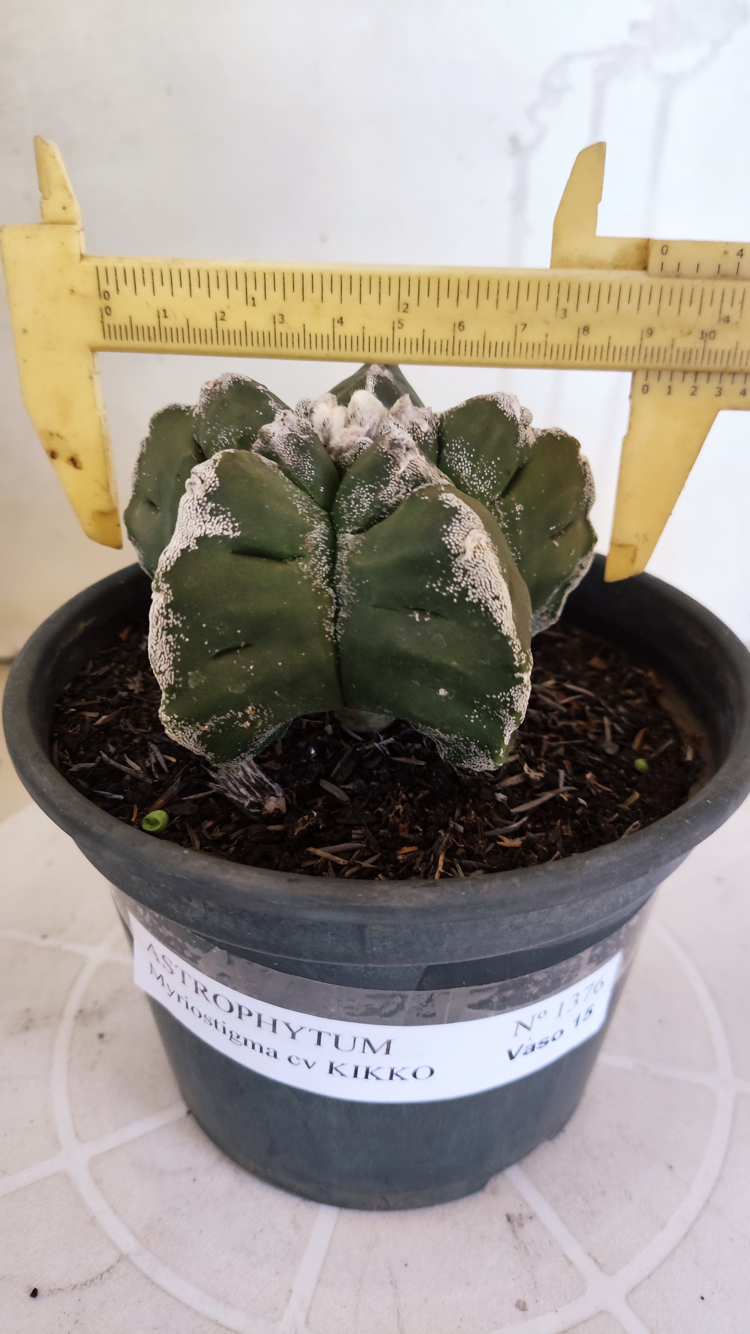 MATRIZ ASTROPHYTUM cv KIKKO   Nº 1376 – vaso 15