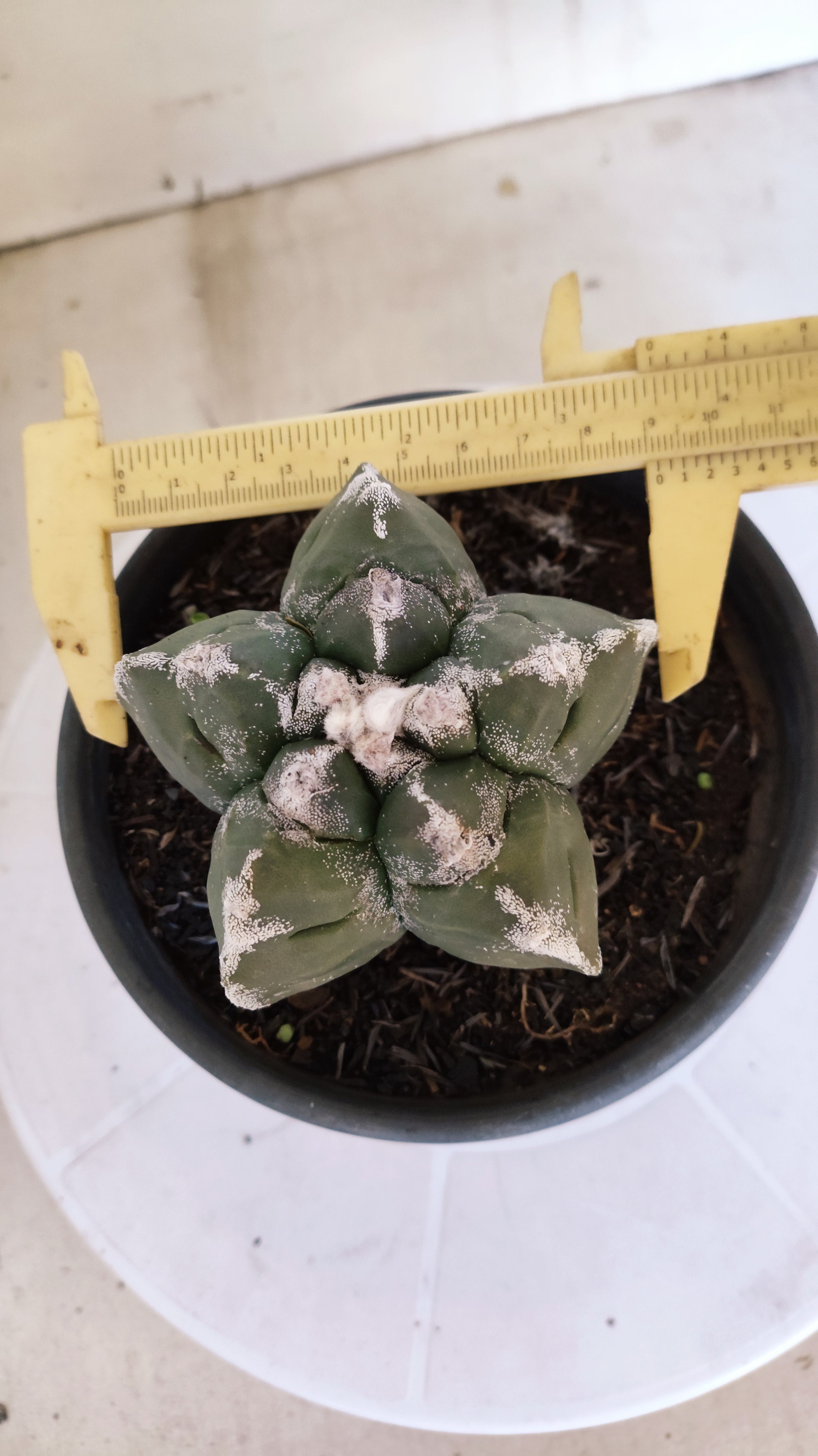 MATRIZ ASTROPHYTUM cv KIKKO   Nº 1376 – vaso 15
