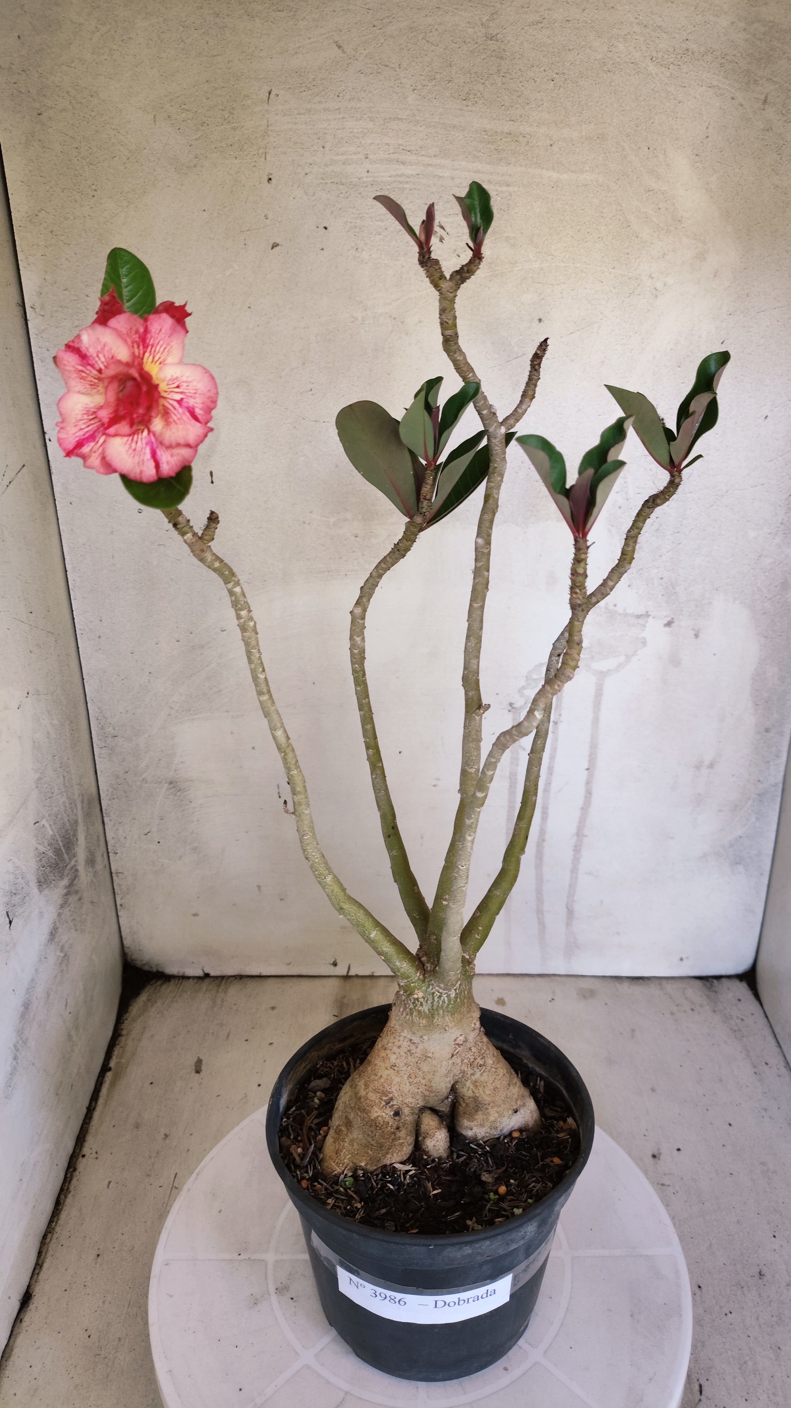 Planta Dobrada 3986 – 40cm – 03 anos