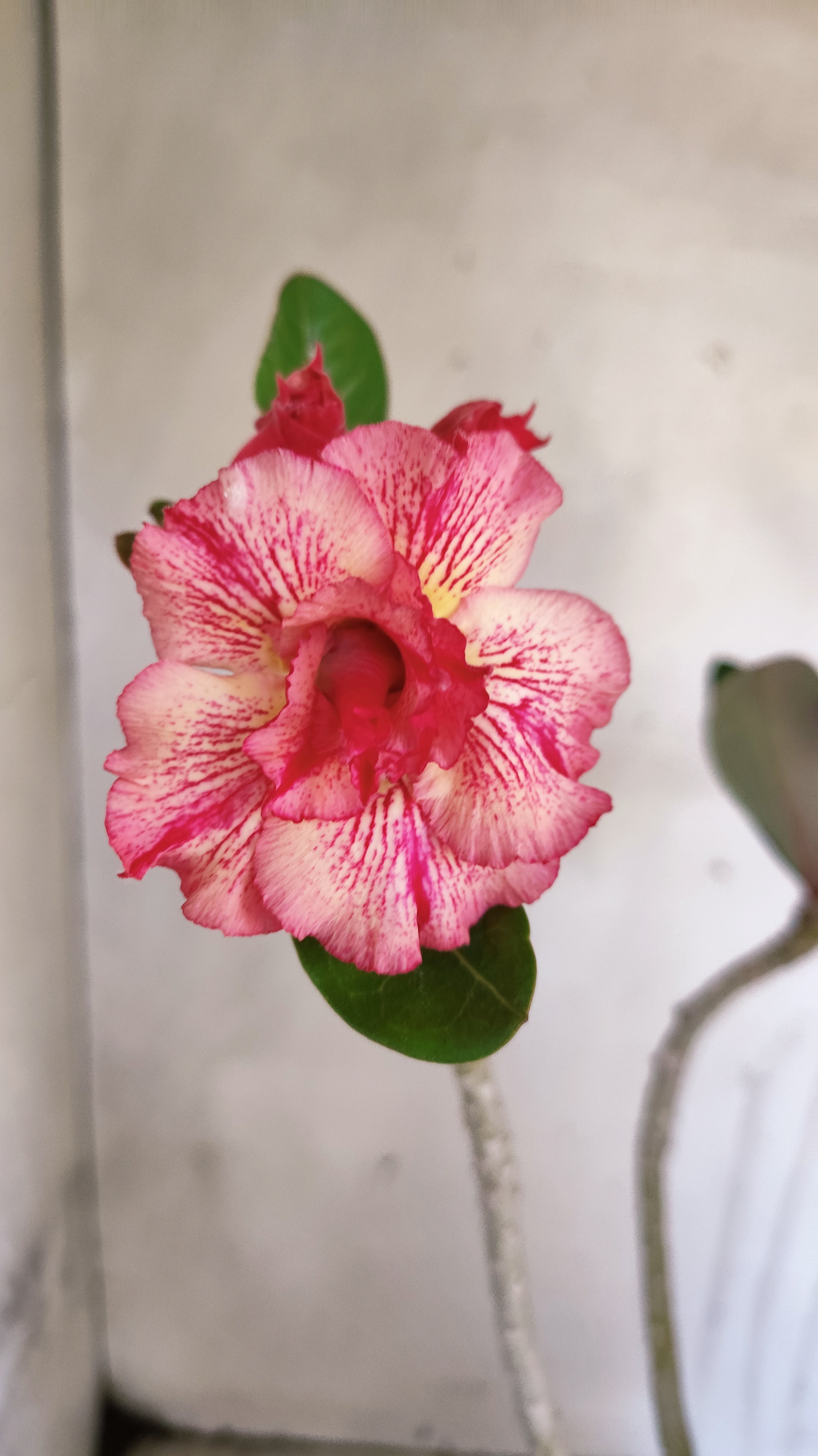 Planta Dobrada 3986 – 40cm – 03 anos