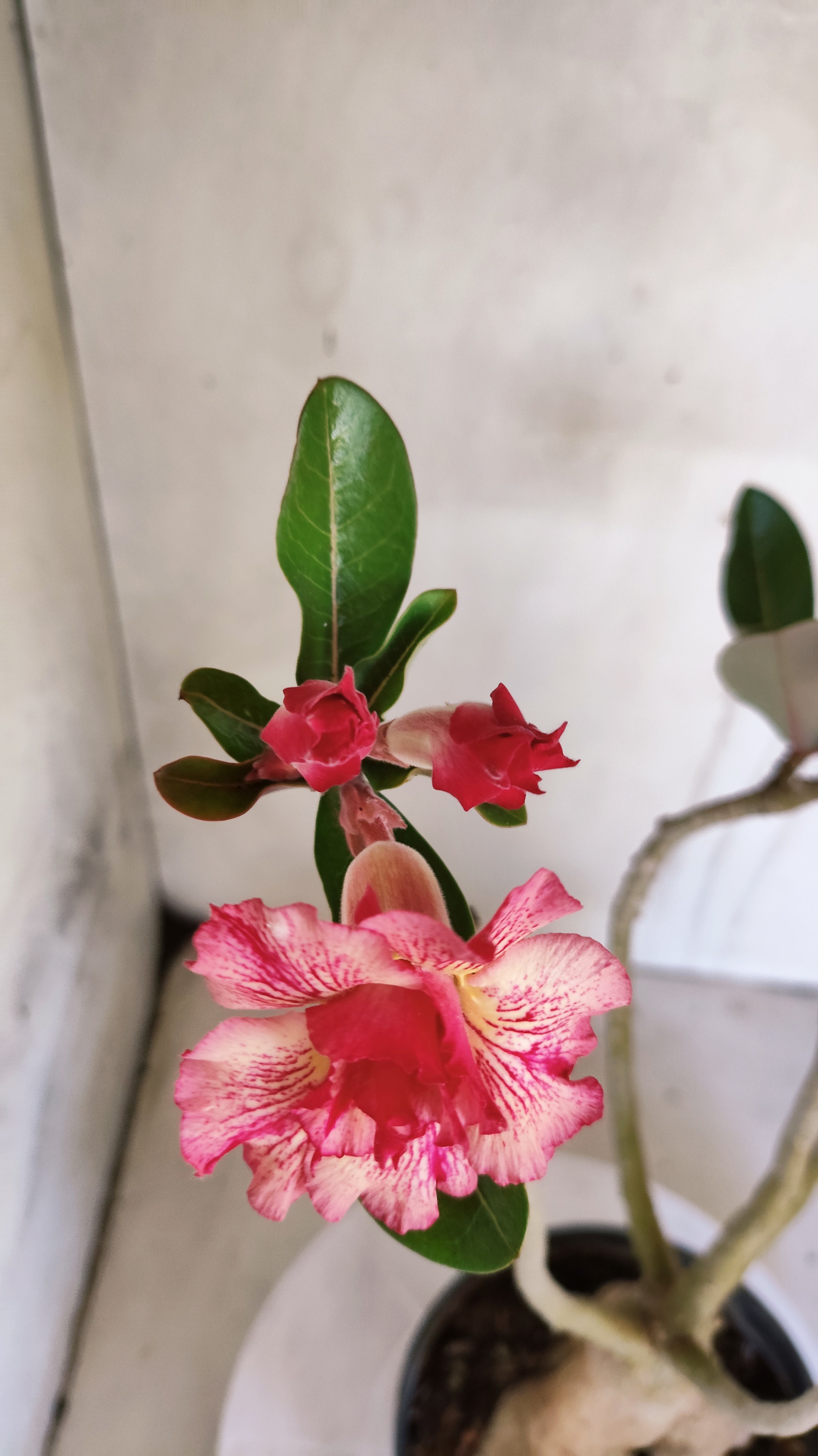 Planta Dobrada 3986 – 40cm – 03 anos