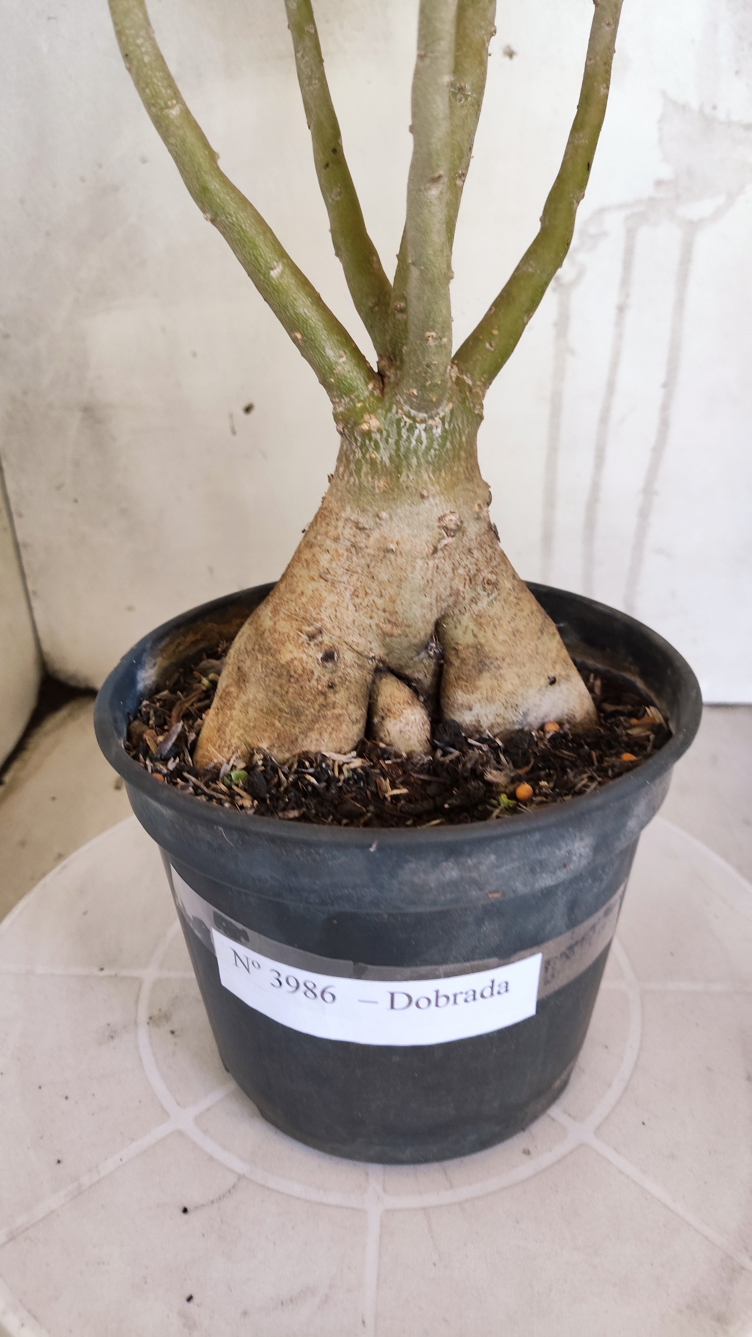 Planta Dobrada 3986 – 40cm – 03 anos