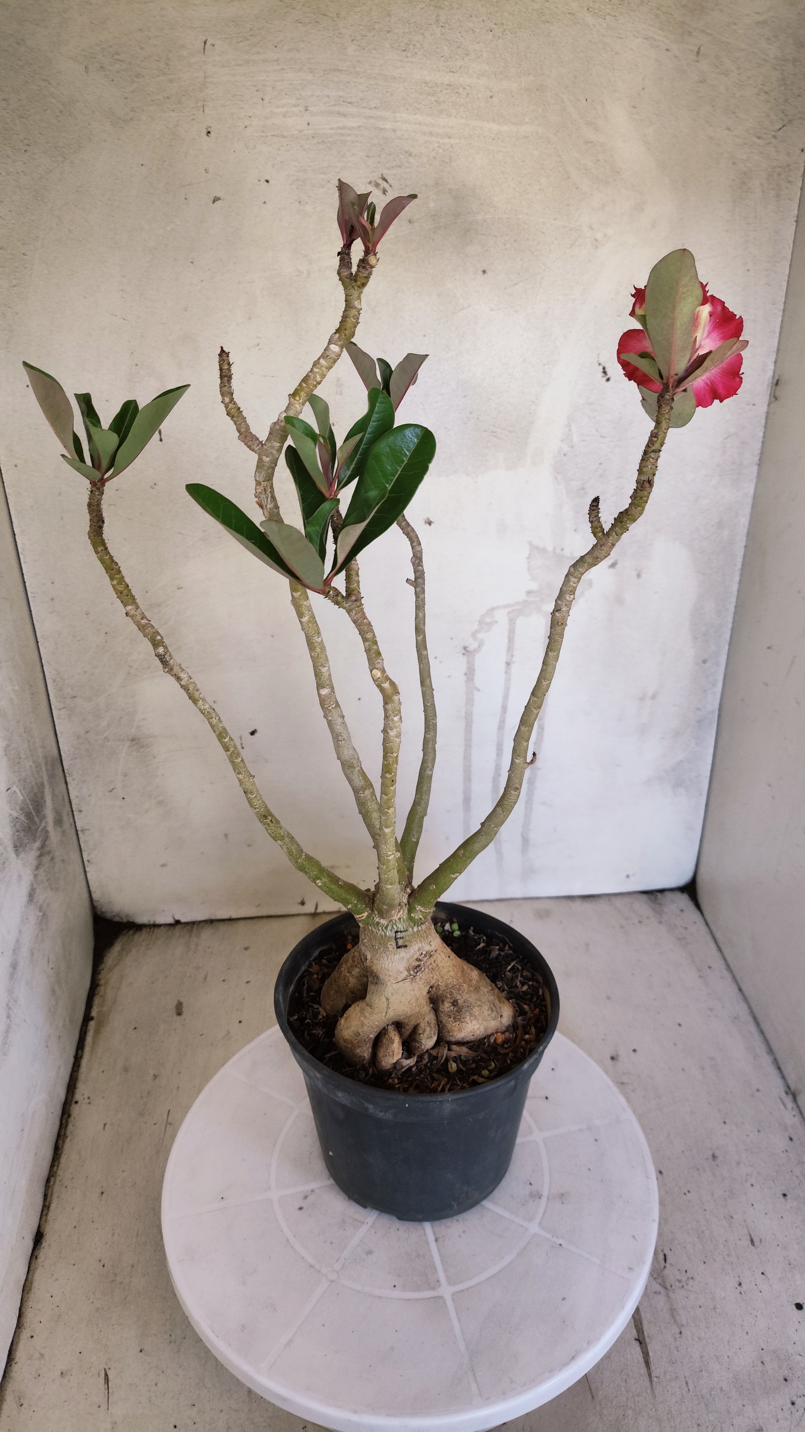 Planta Dobrada 3986 – 40cm – 03 anos