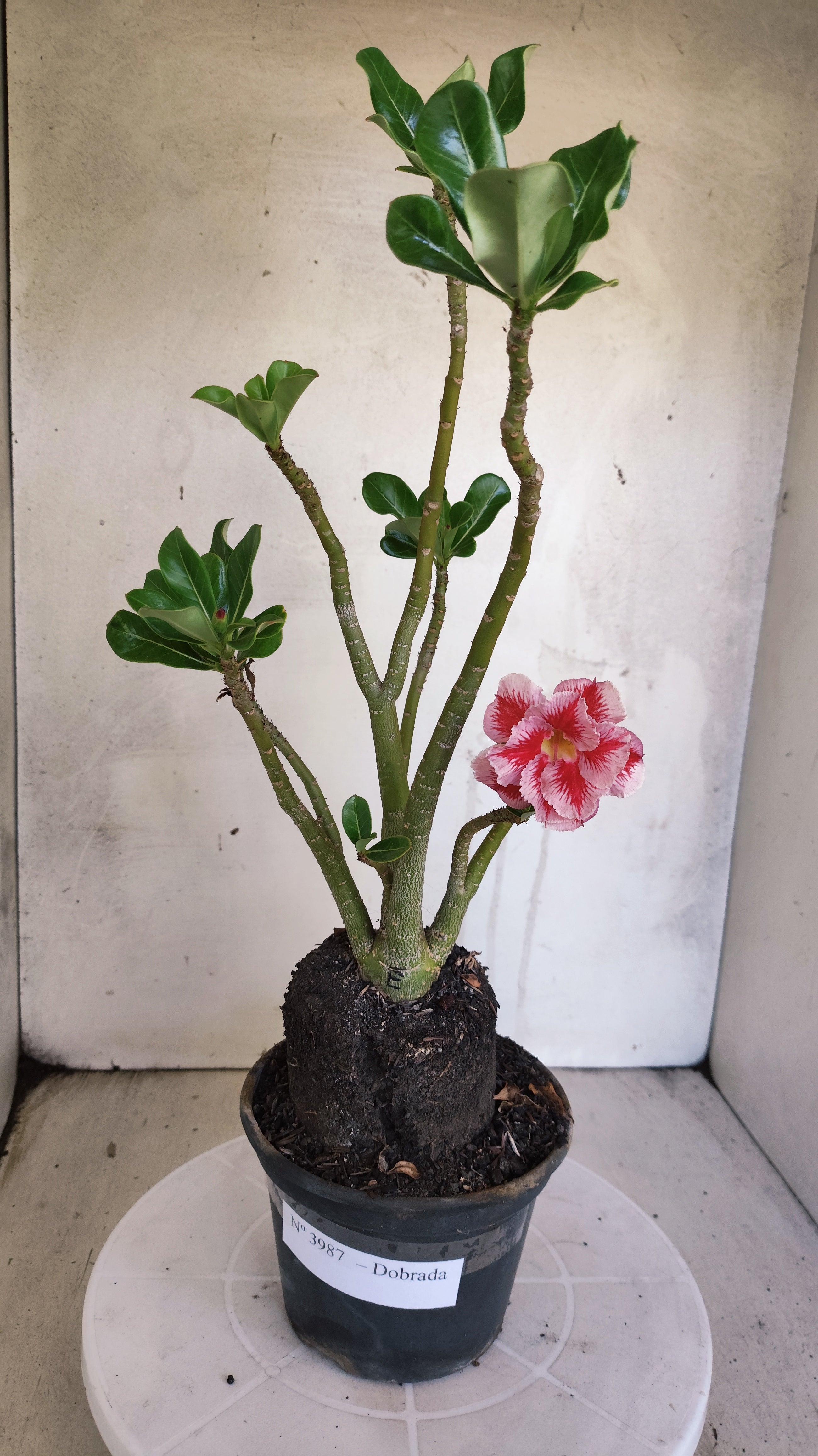 Planta Dobrada 3987 – 35cm – 03 anos