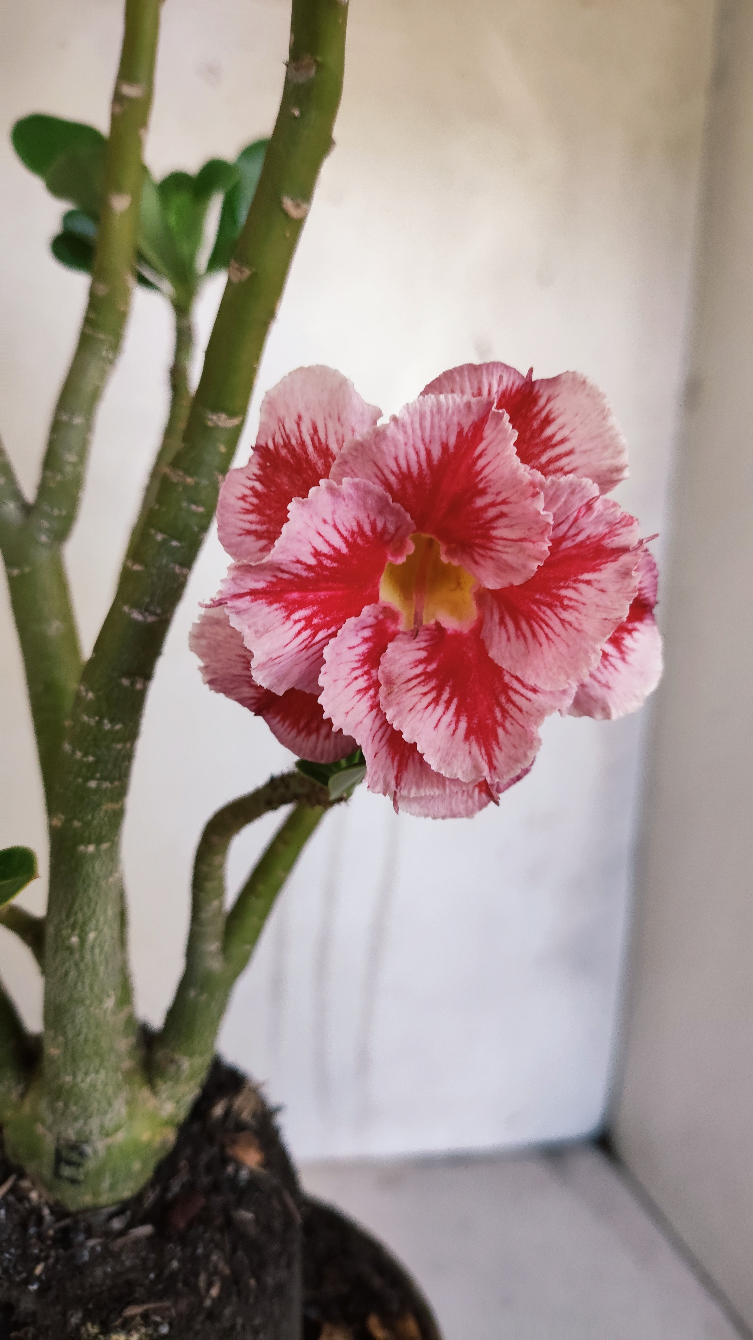 Planta Dobrada 3987 – 35cm – 03 anos