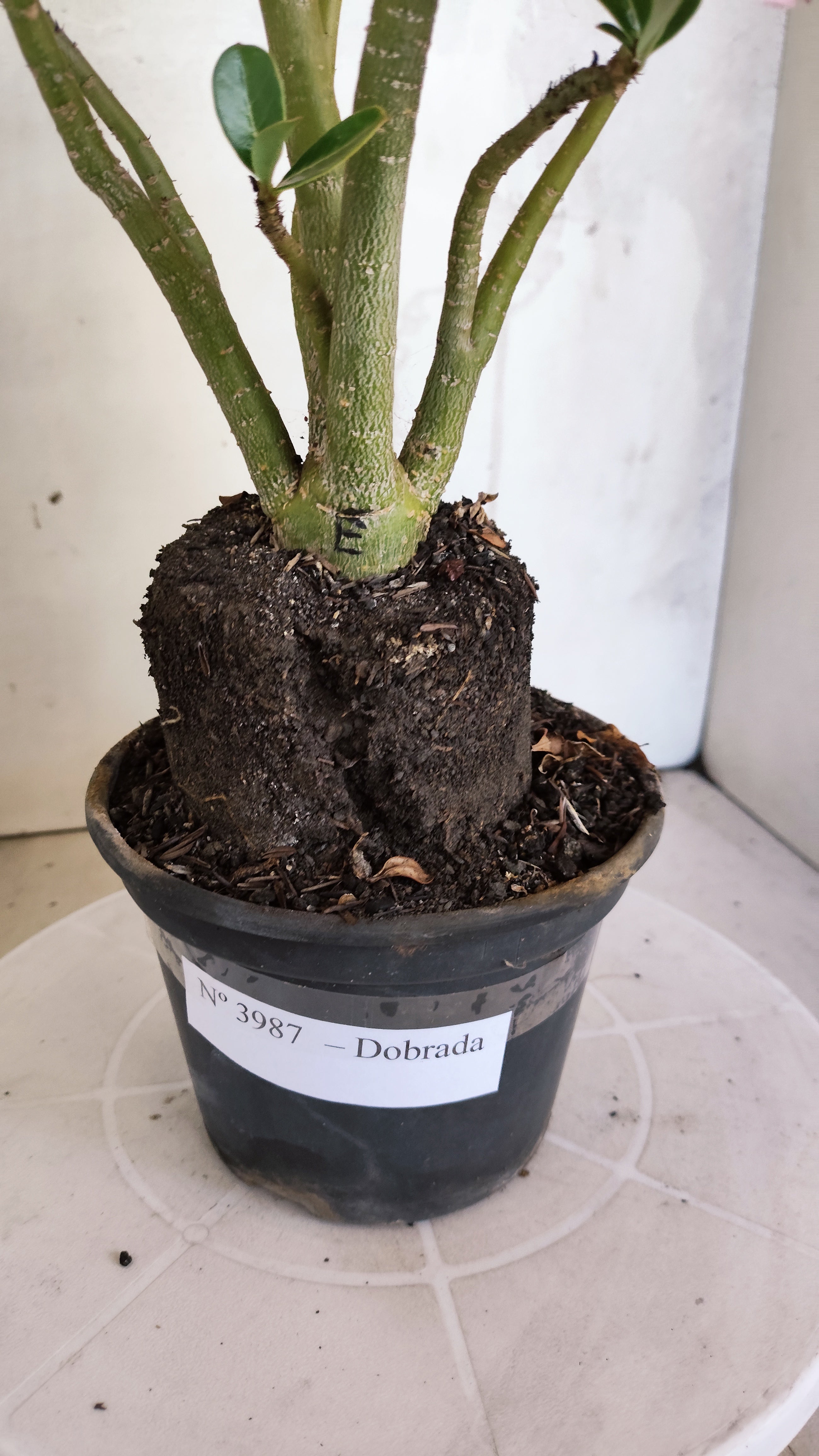 Planta Dobrada 3987 – 35cm – 03 anos