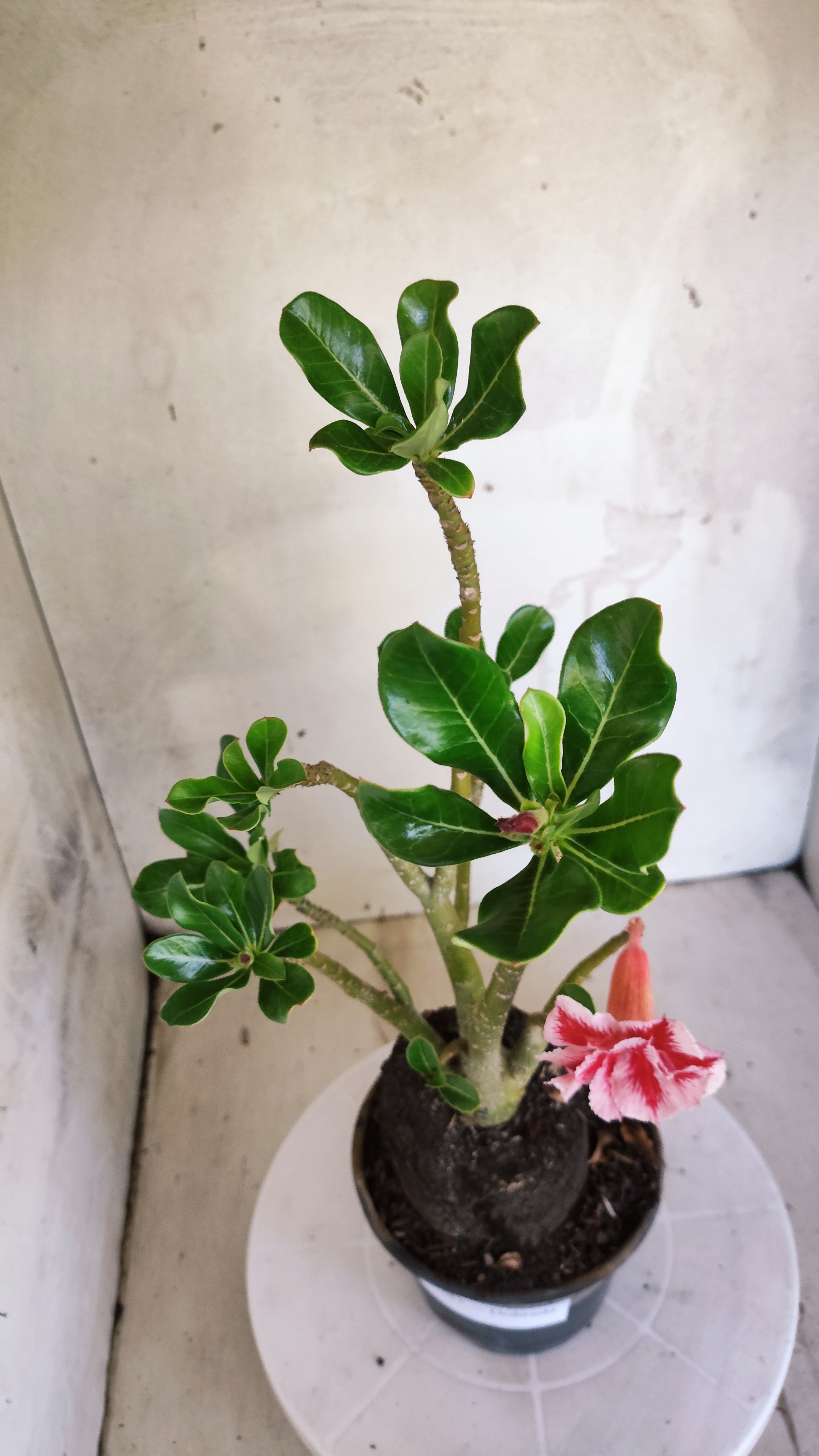 Planta Dobrada 3987 – 35cm – 03 anos