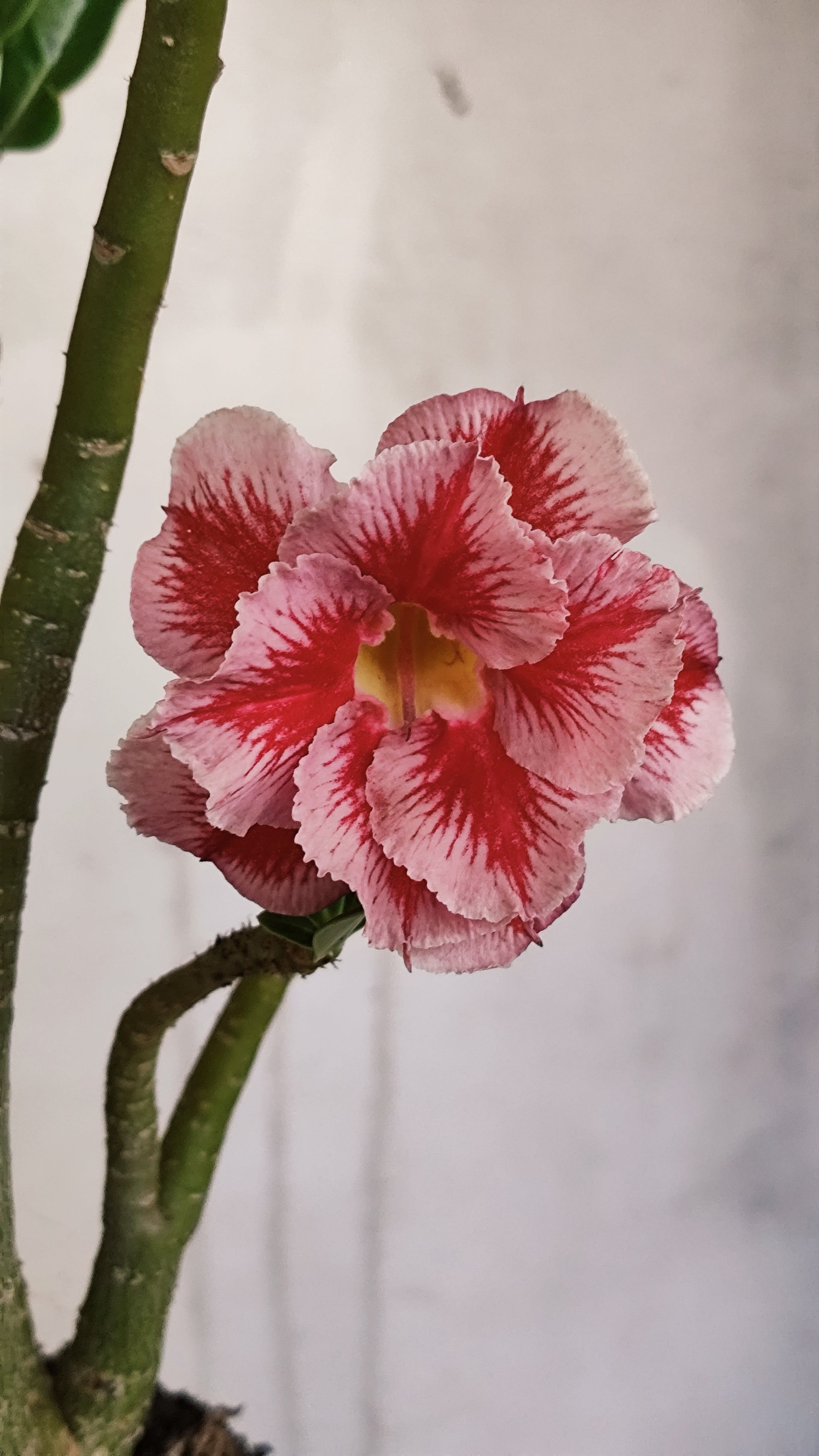 Planta Dobrada 3987 – 35cm – 03 anos